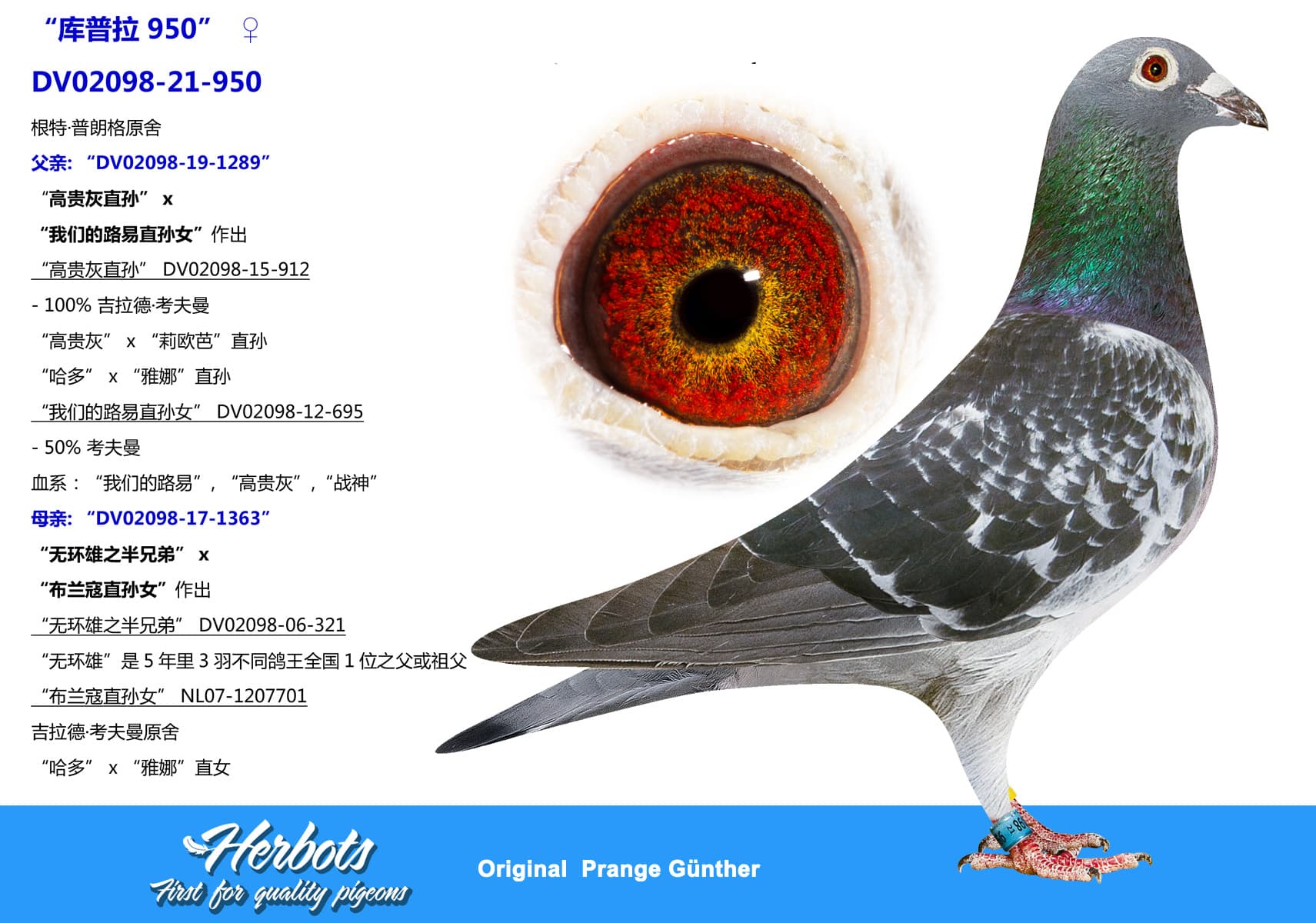 pigeon: undefined