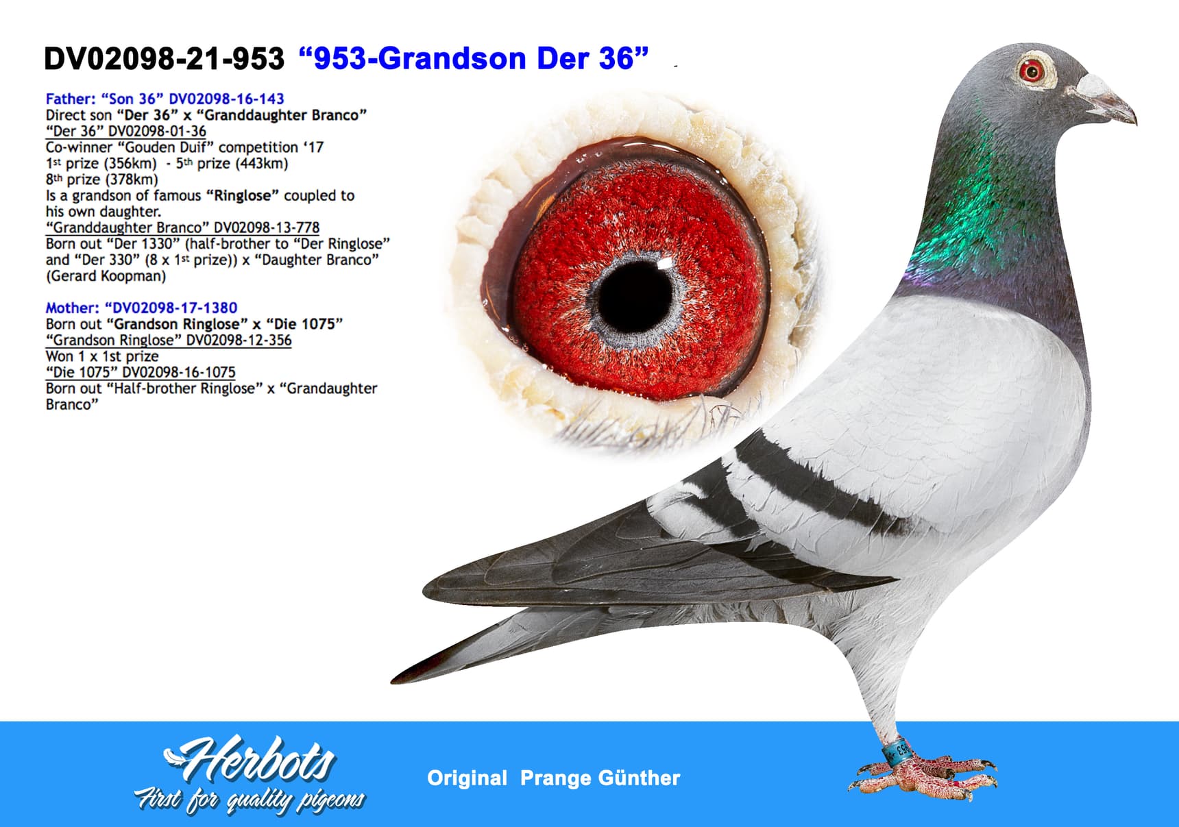 pigeon: undefined