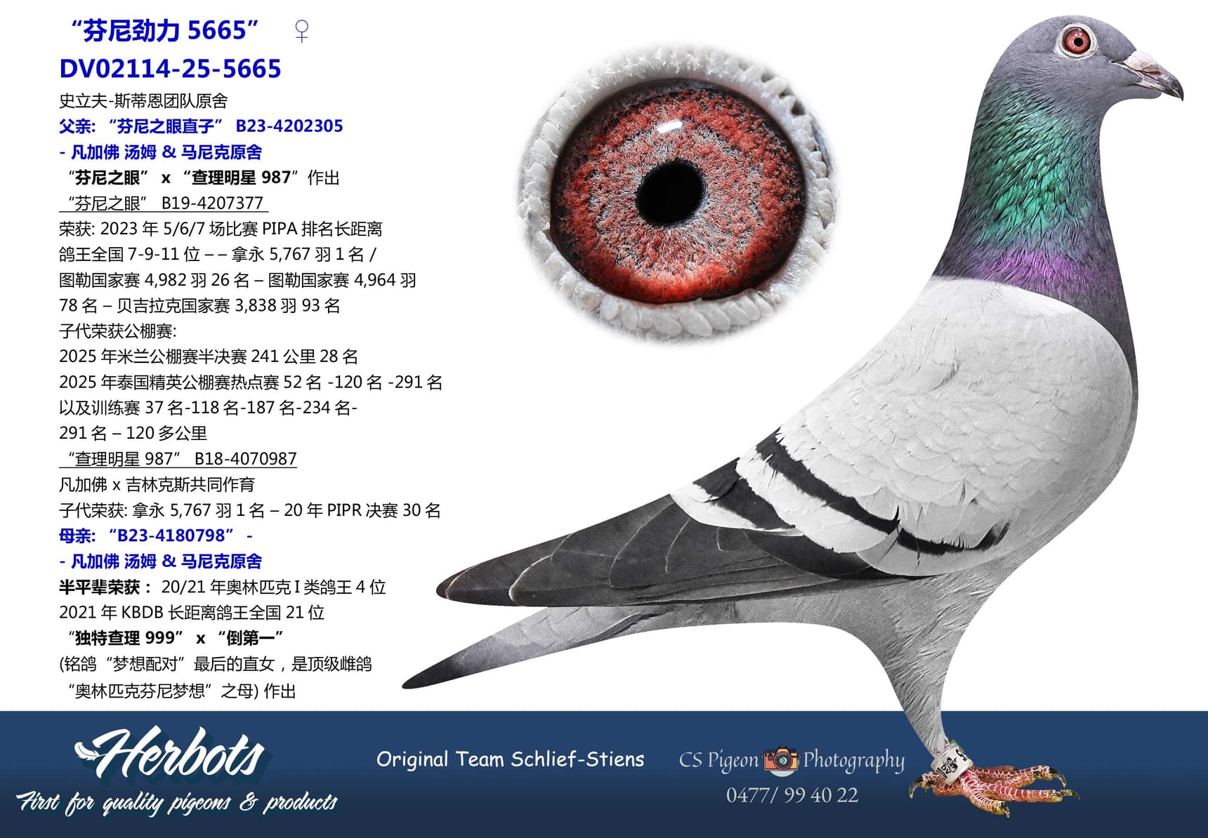 pigeon: undefined