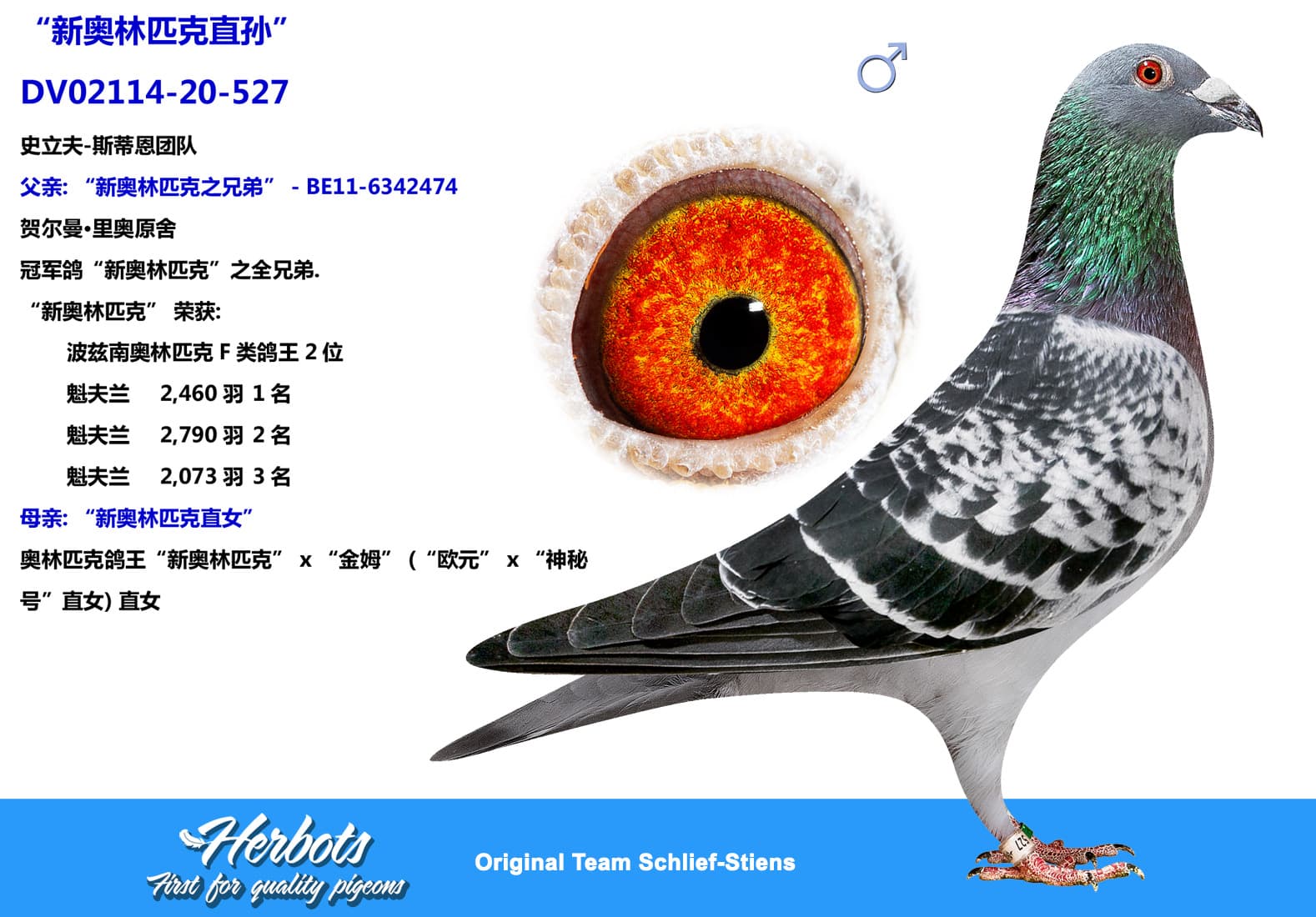 pigeon: undefined