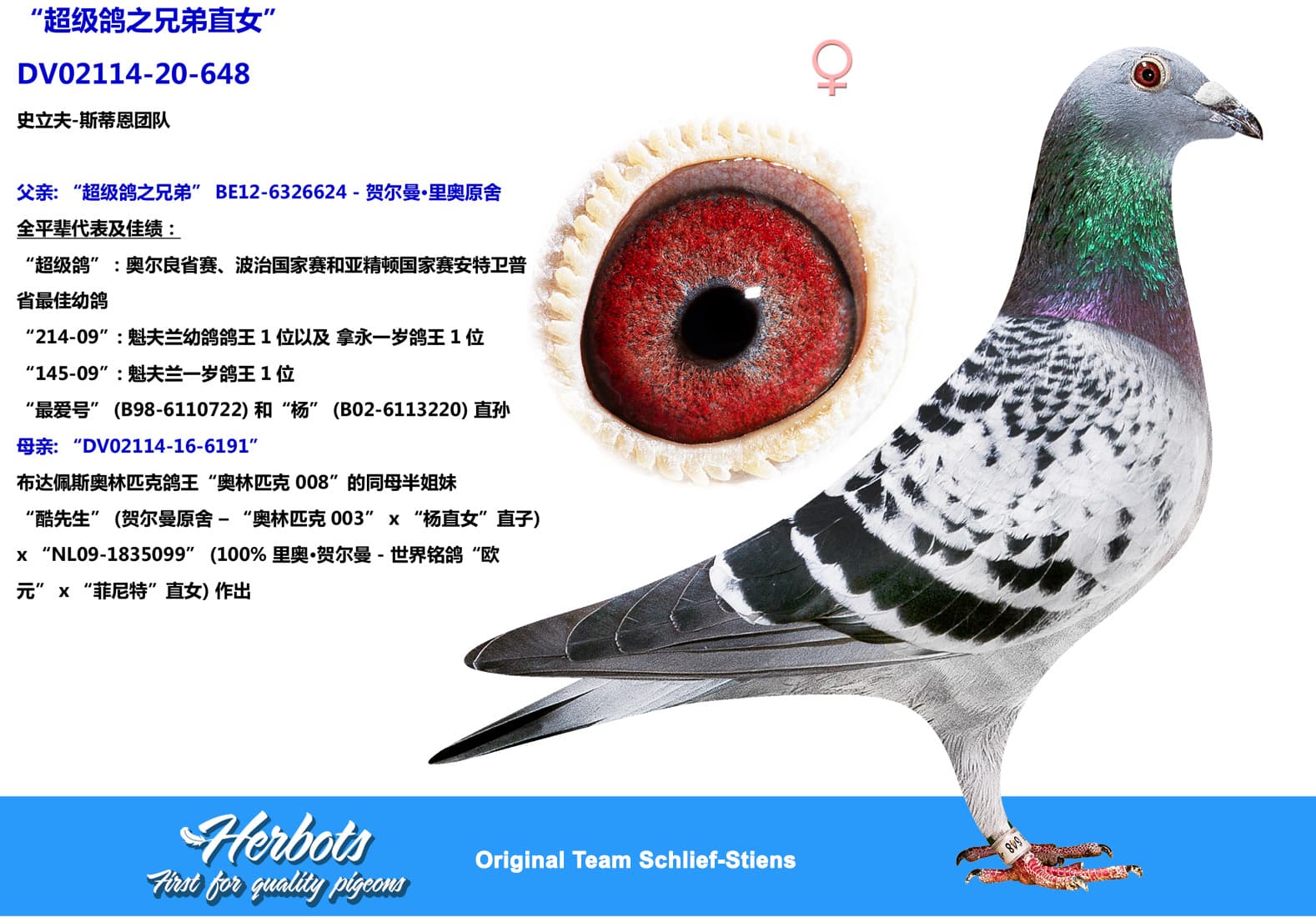 pigeon: undefined