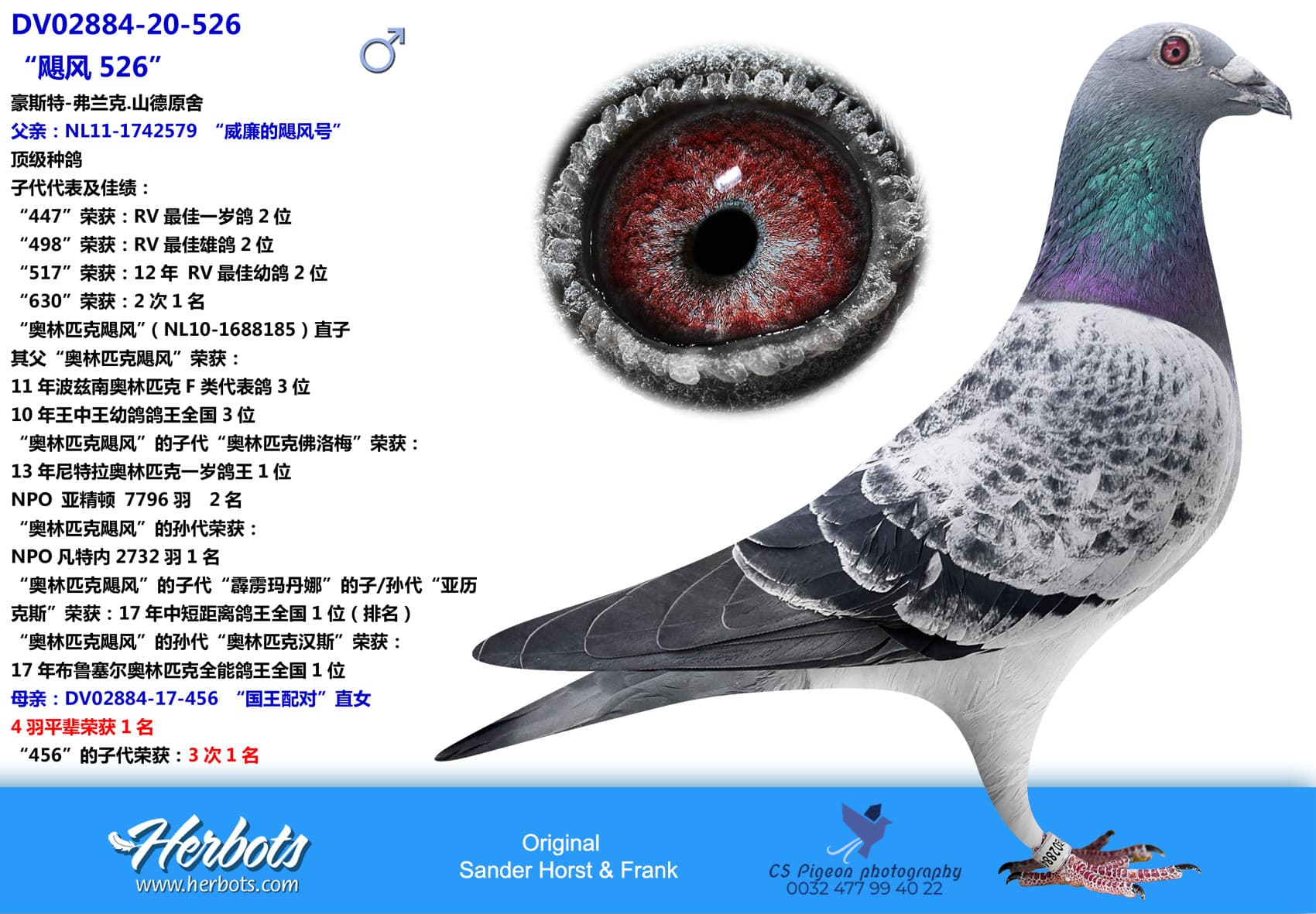 pigeon: undefined