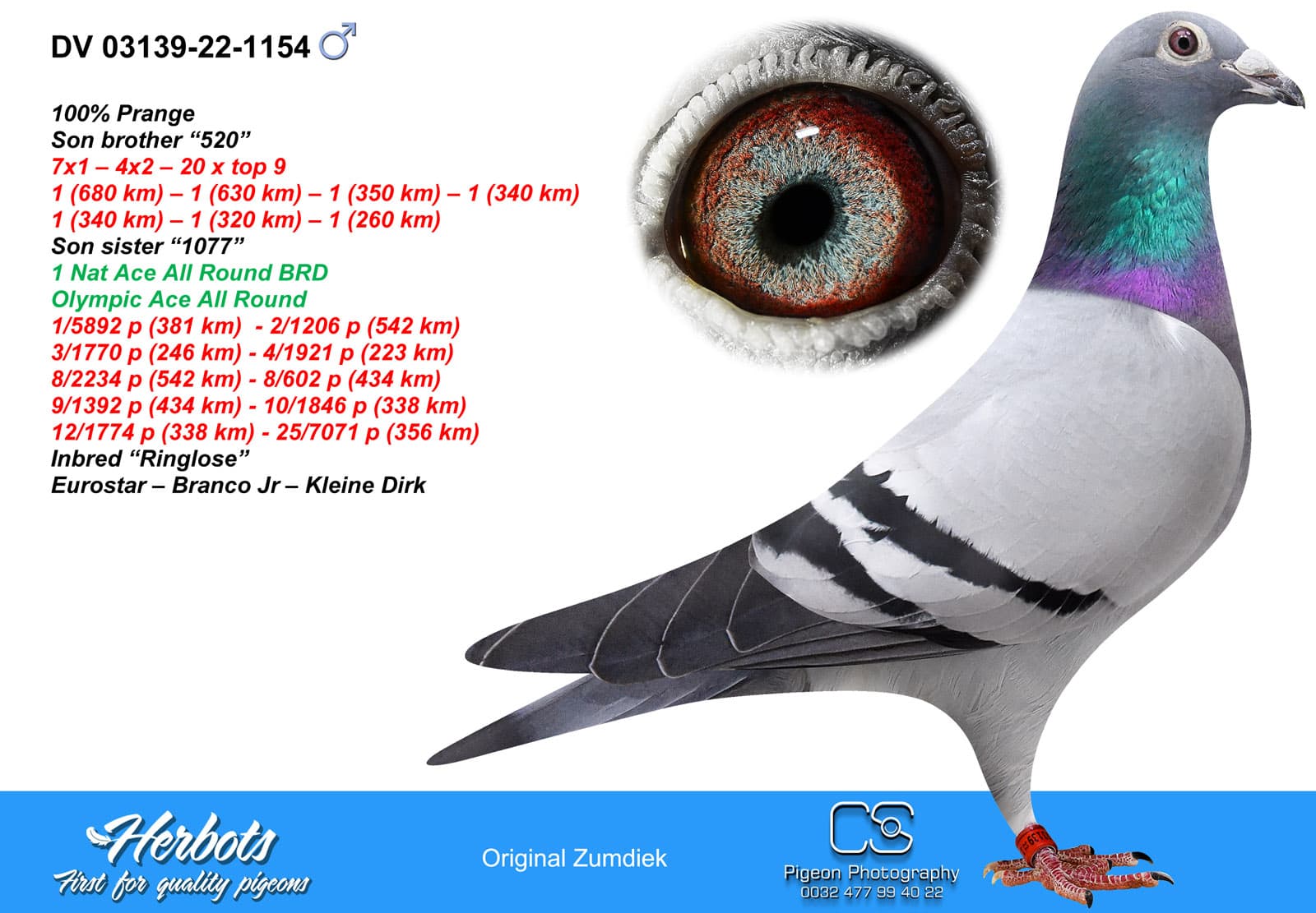 pigeon: undefined