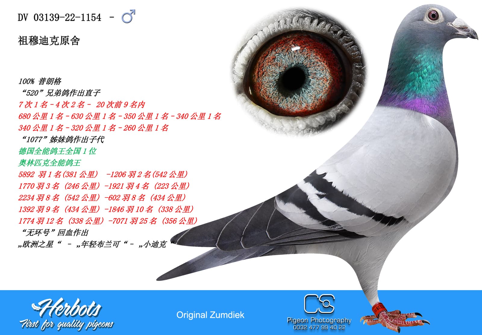 pigeon: undefined