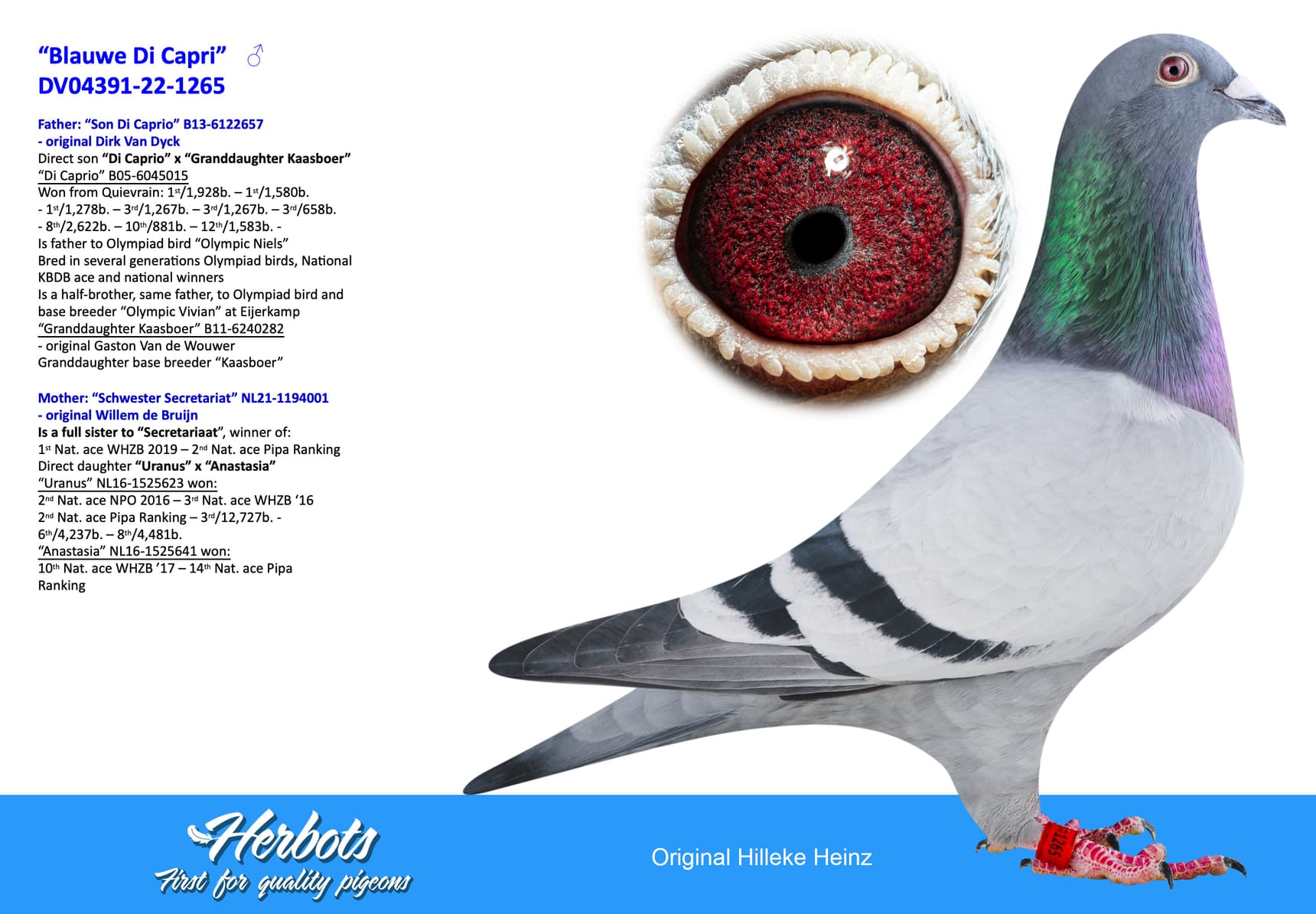 pigeon: undefined
