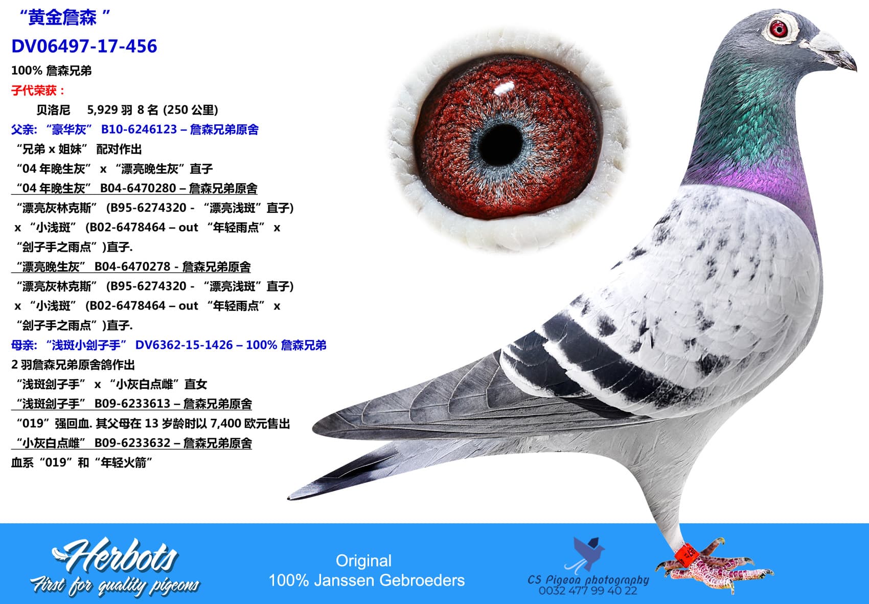 pigeon: “黄金詹森 ”