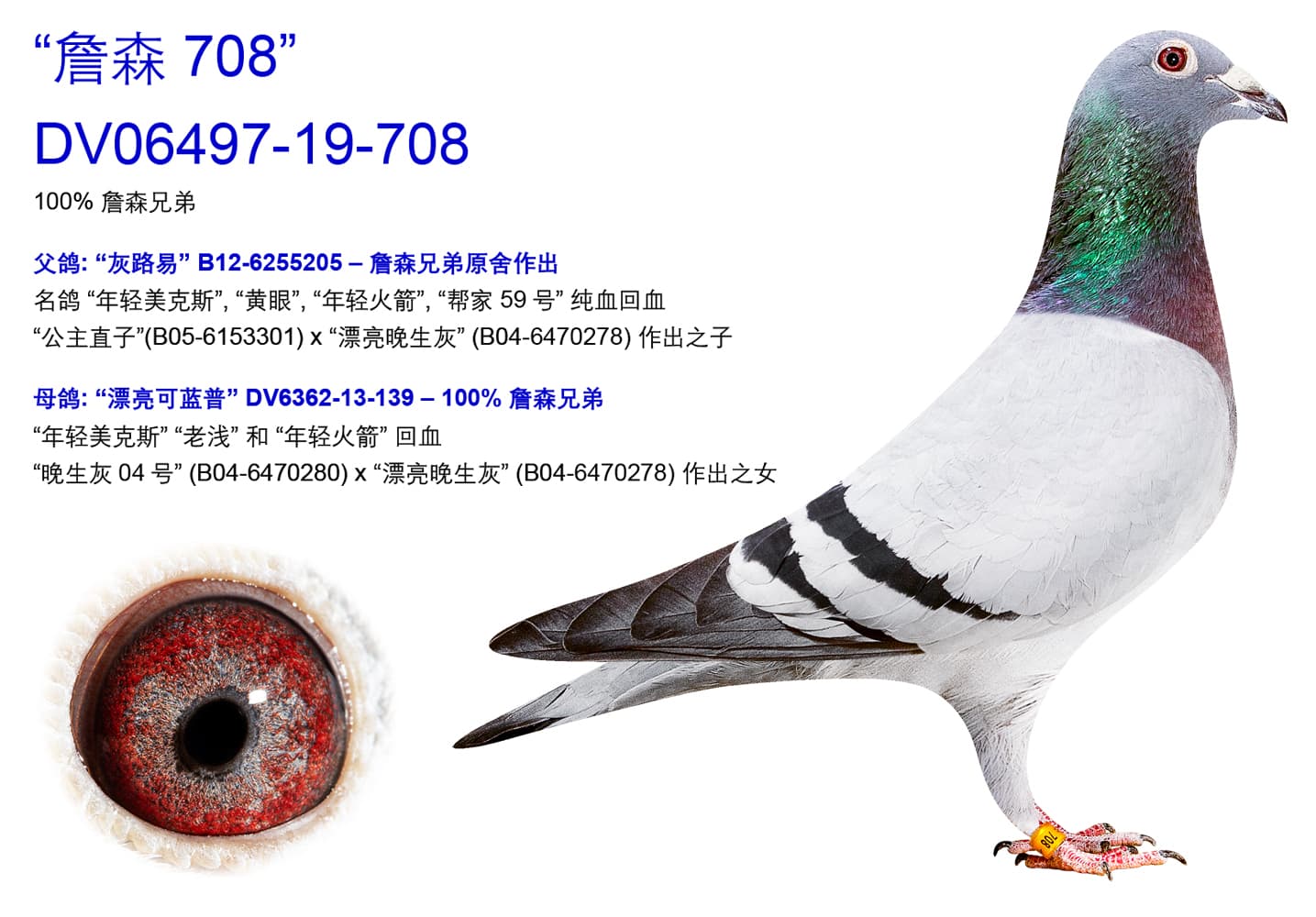 pigeon: undefined