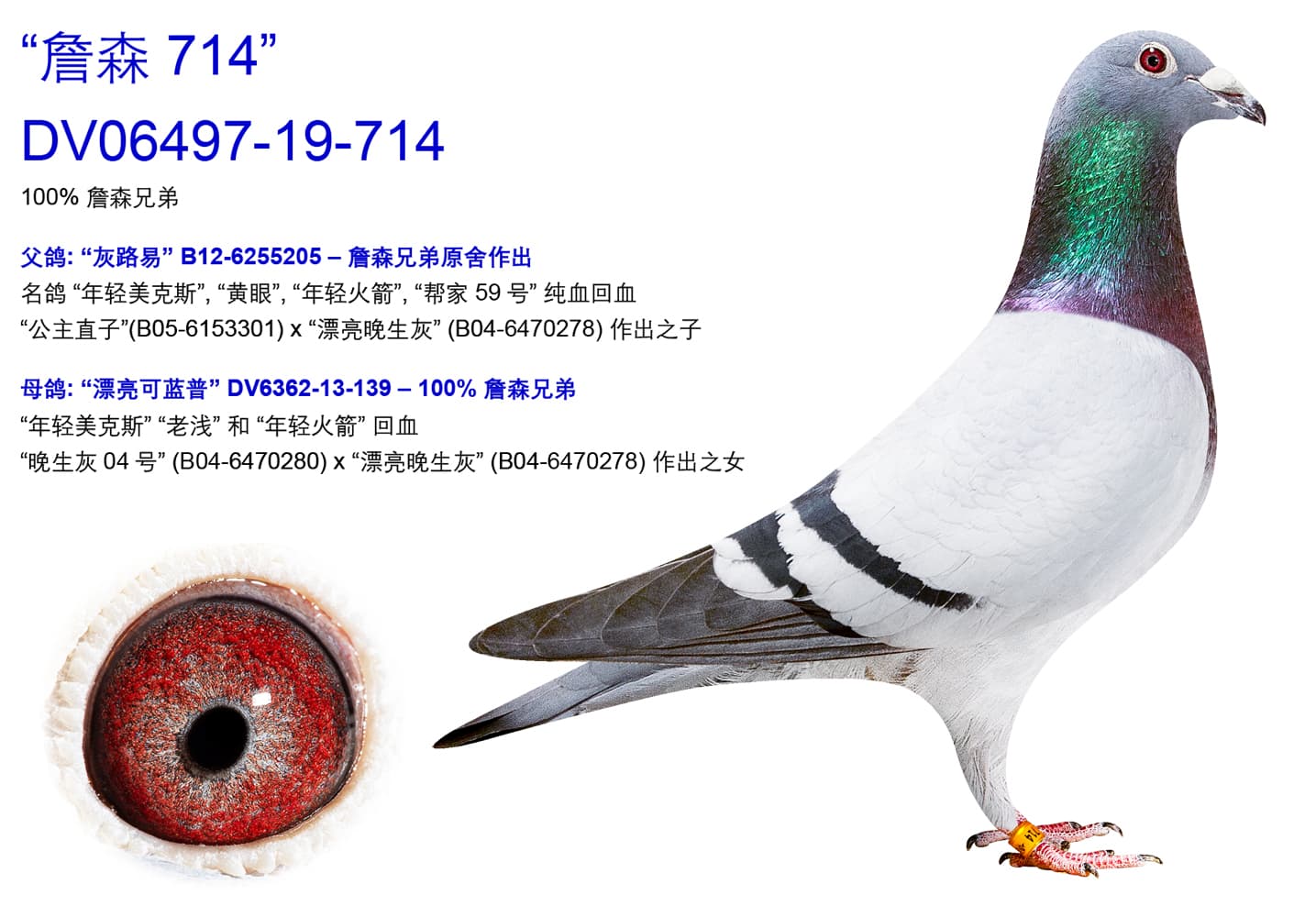 pigeon: undefined