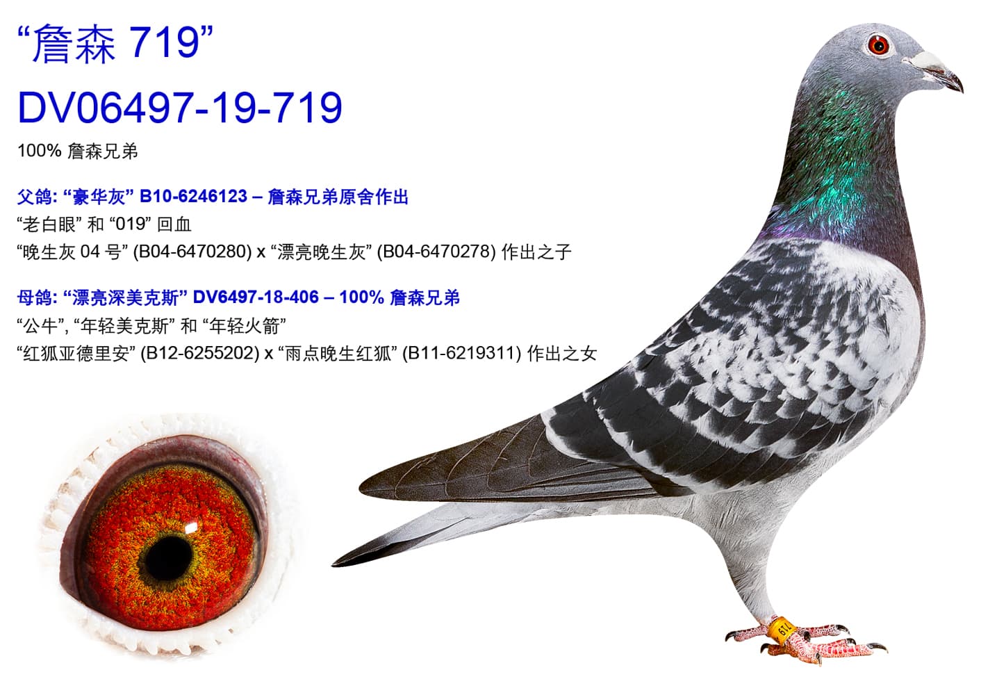 pigeon: undefined
