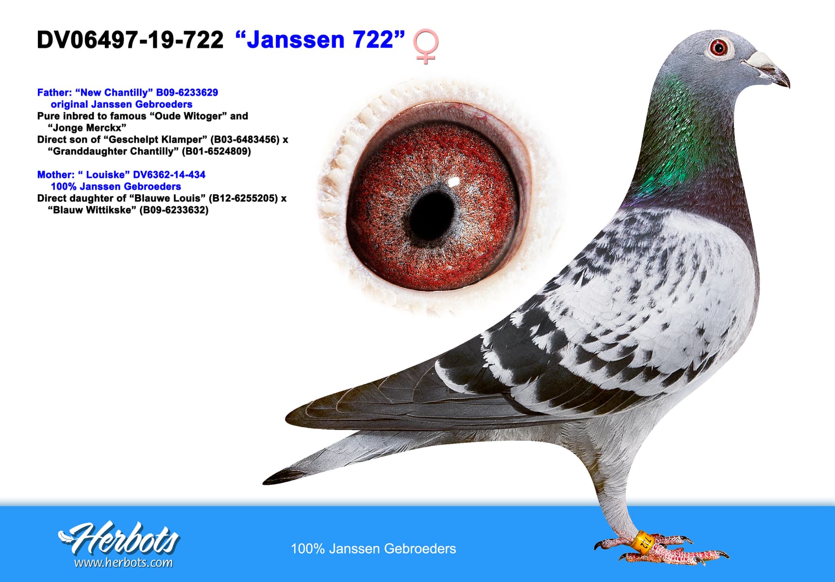 pigeon: undefined