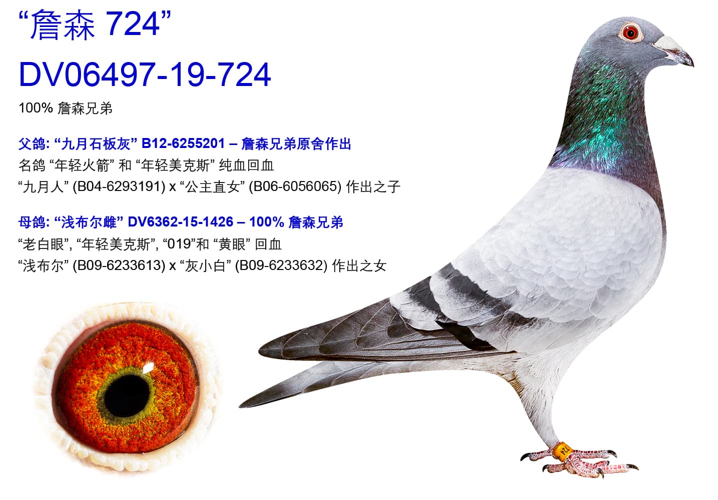 pigeon: undefined
