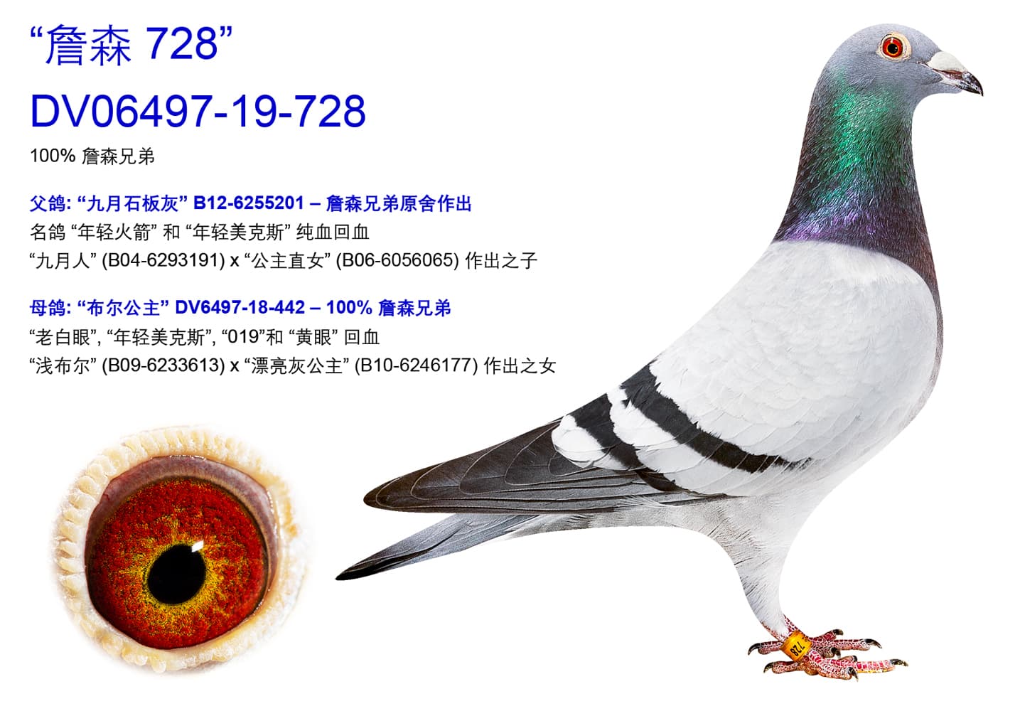 pigeon: undefined