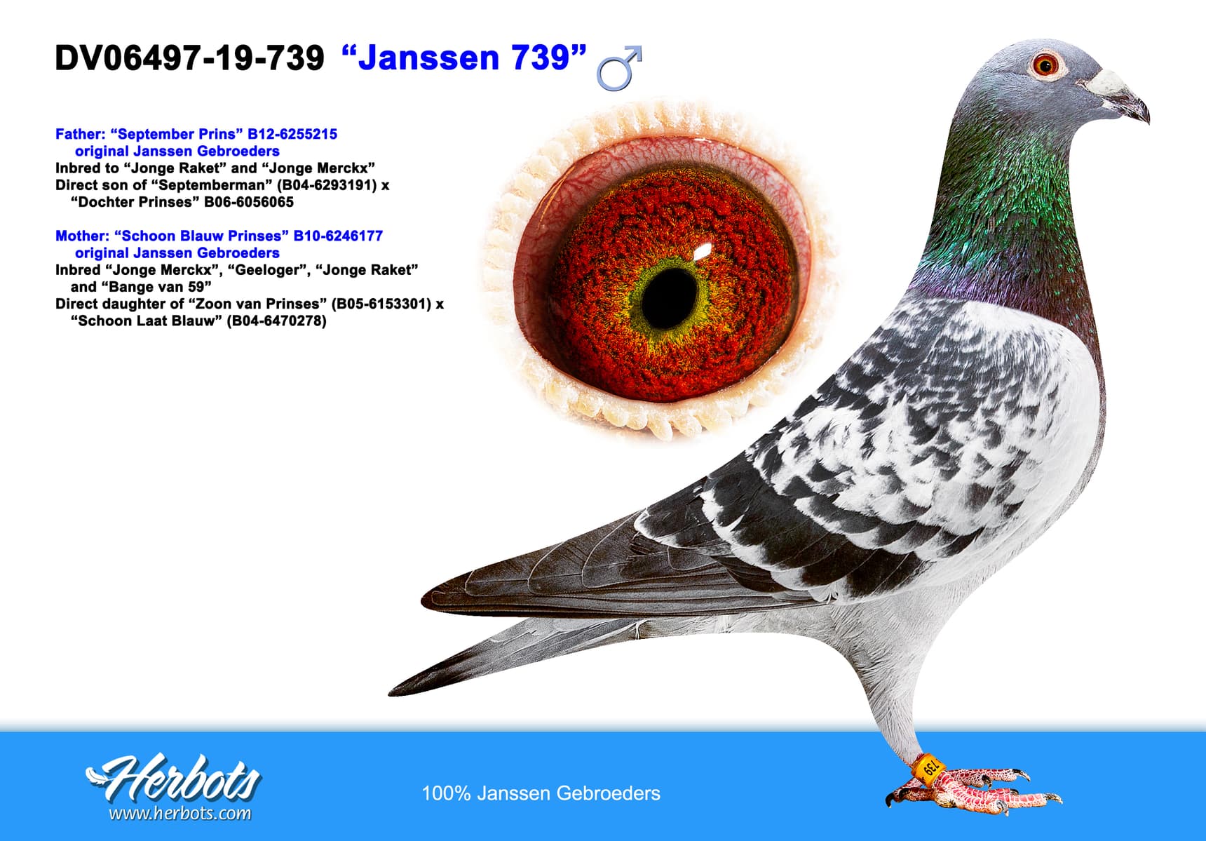 pigeon: undefined