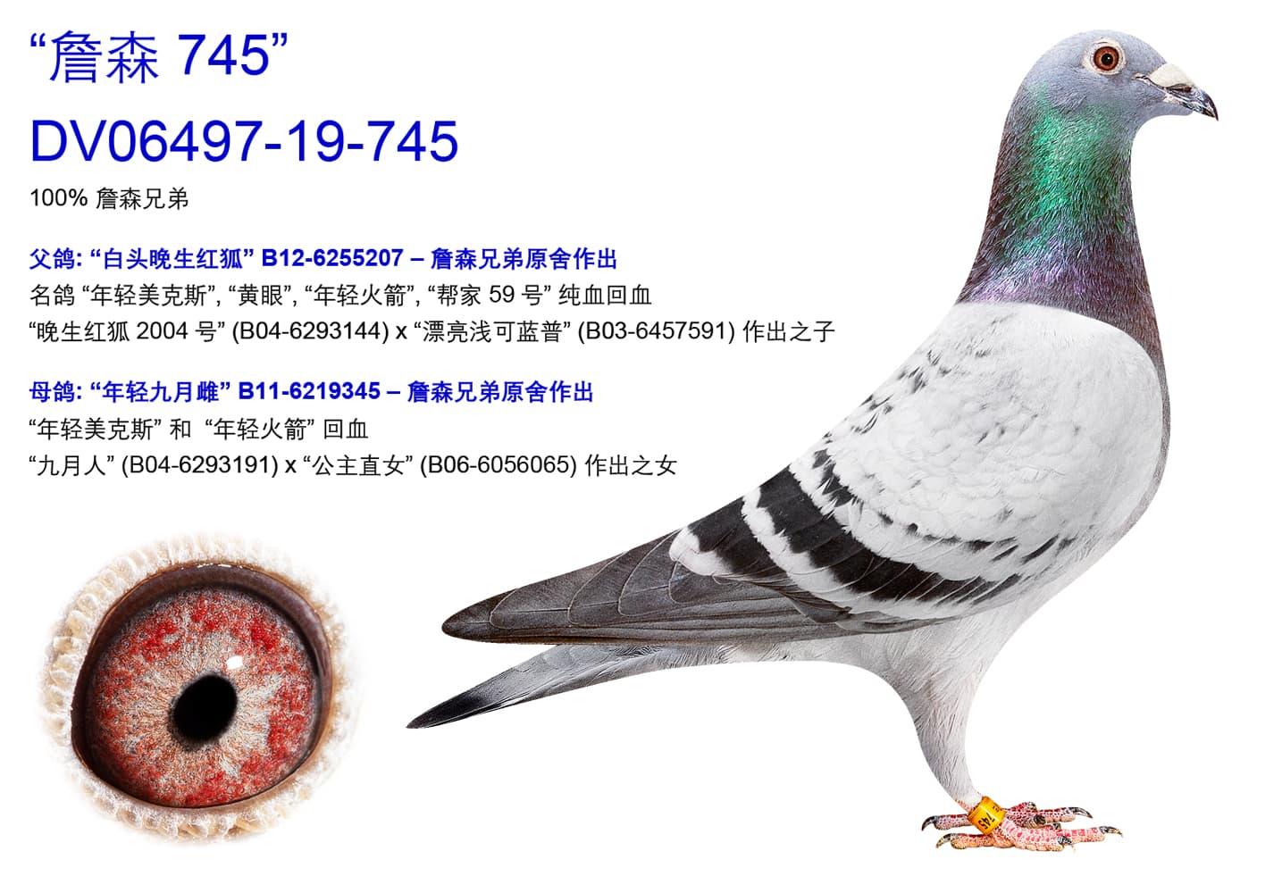 pigeon: undefined