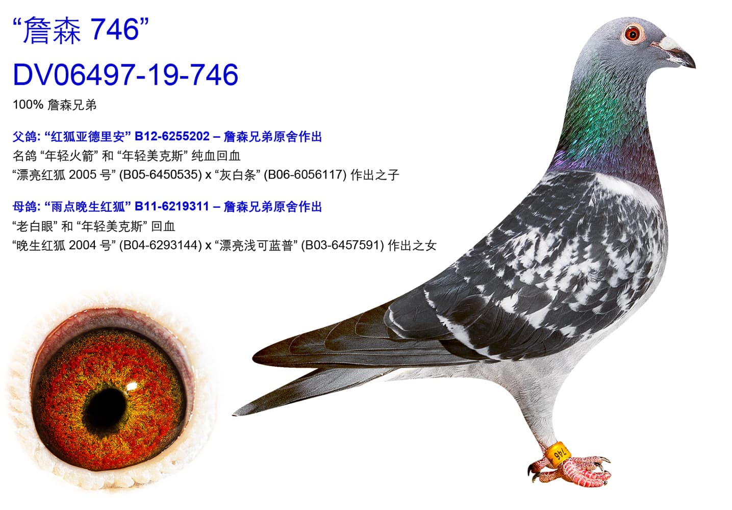 pigeon: undefined