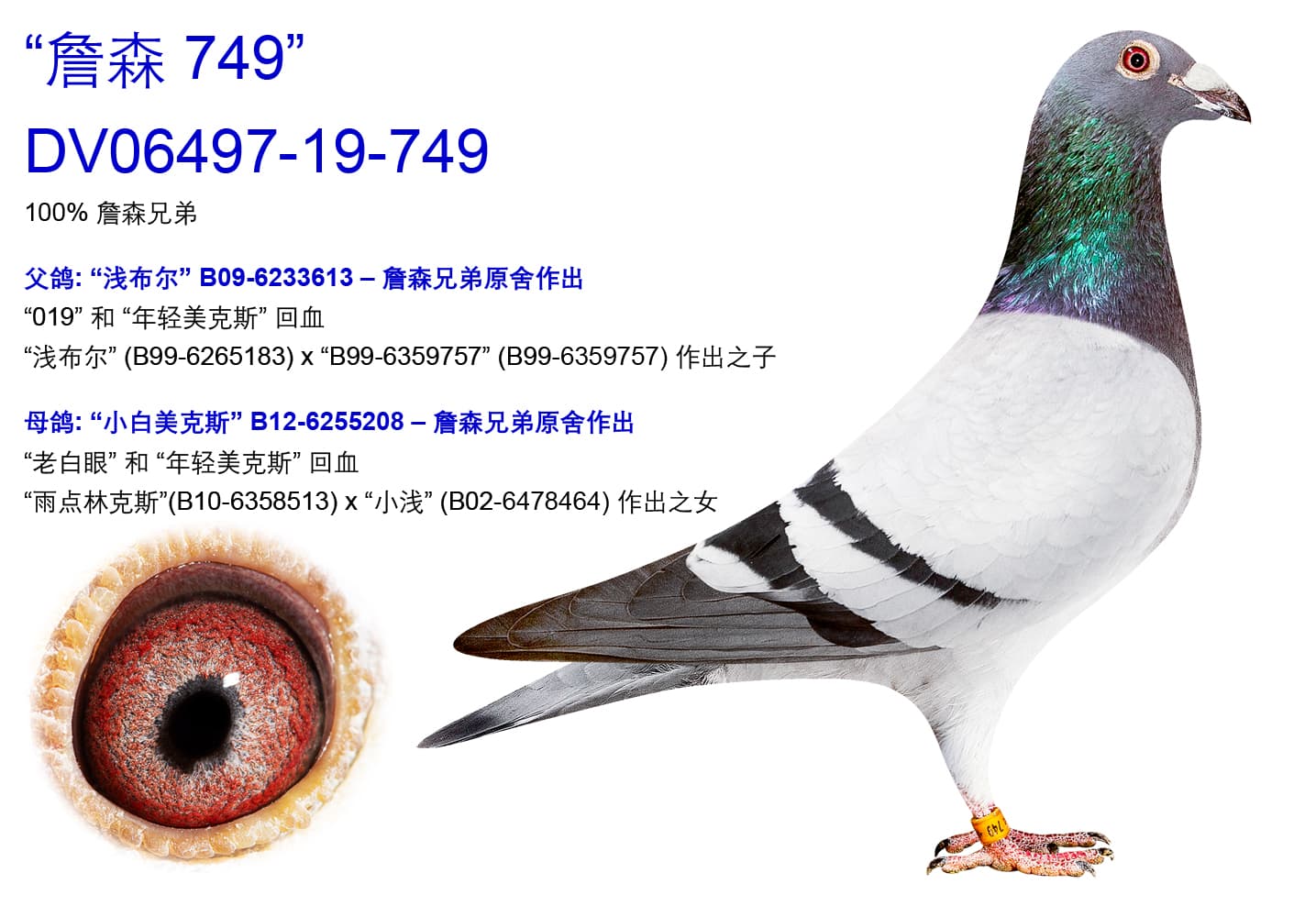 pigeon: undefined