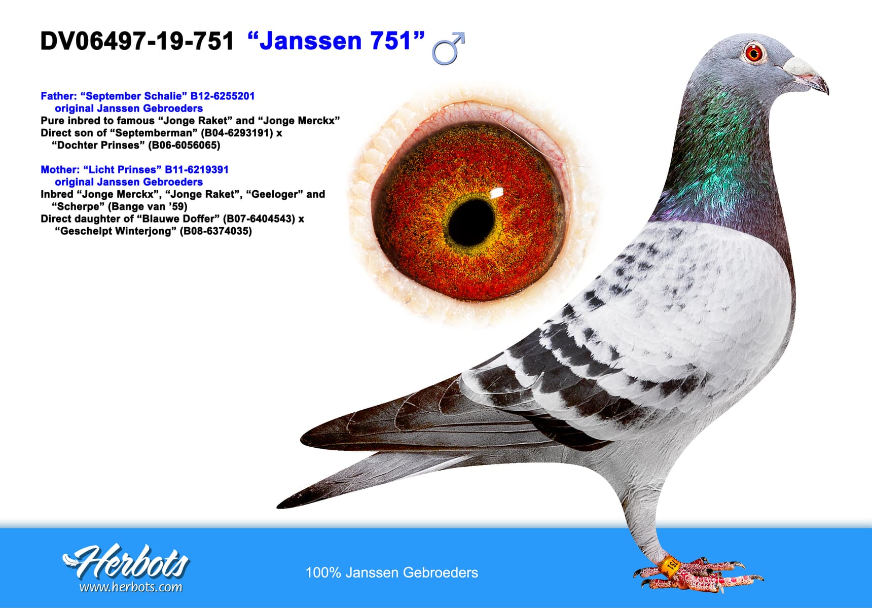 pigeon: undefined