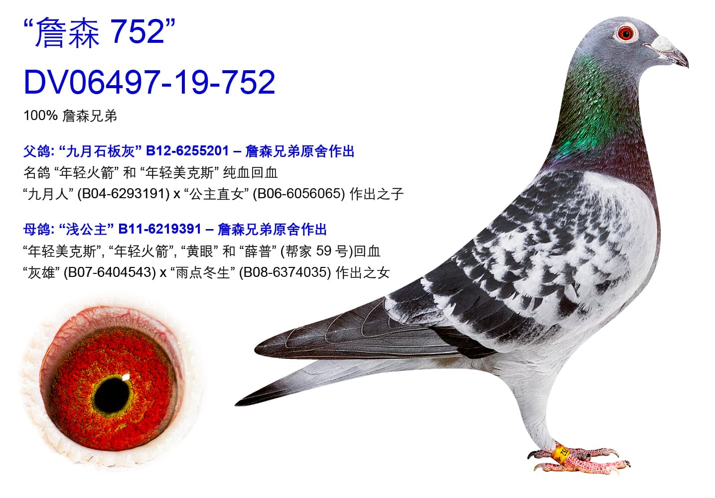 pigeon: undefined