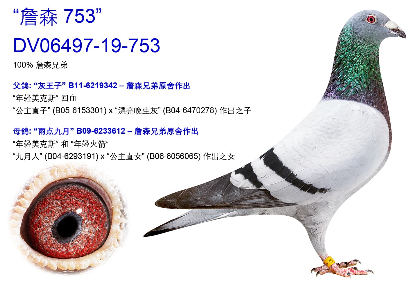 pigeon: undefined