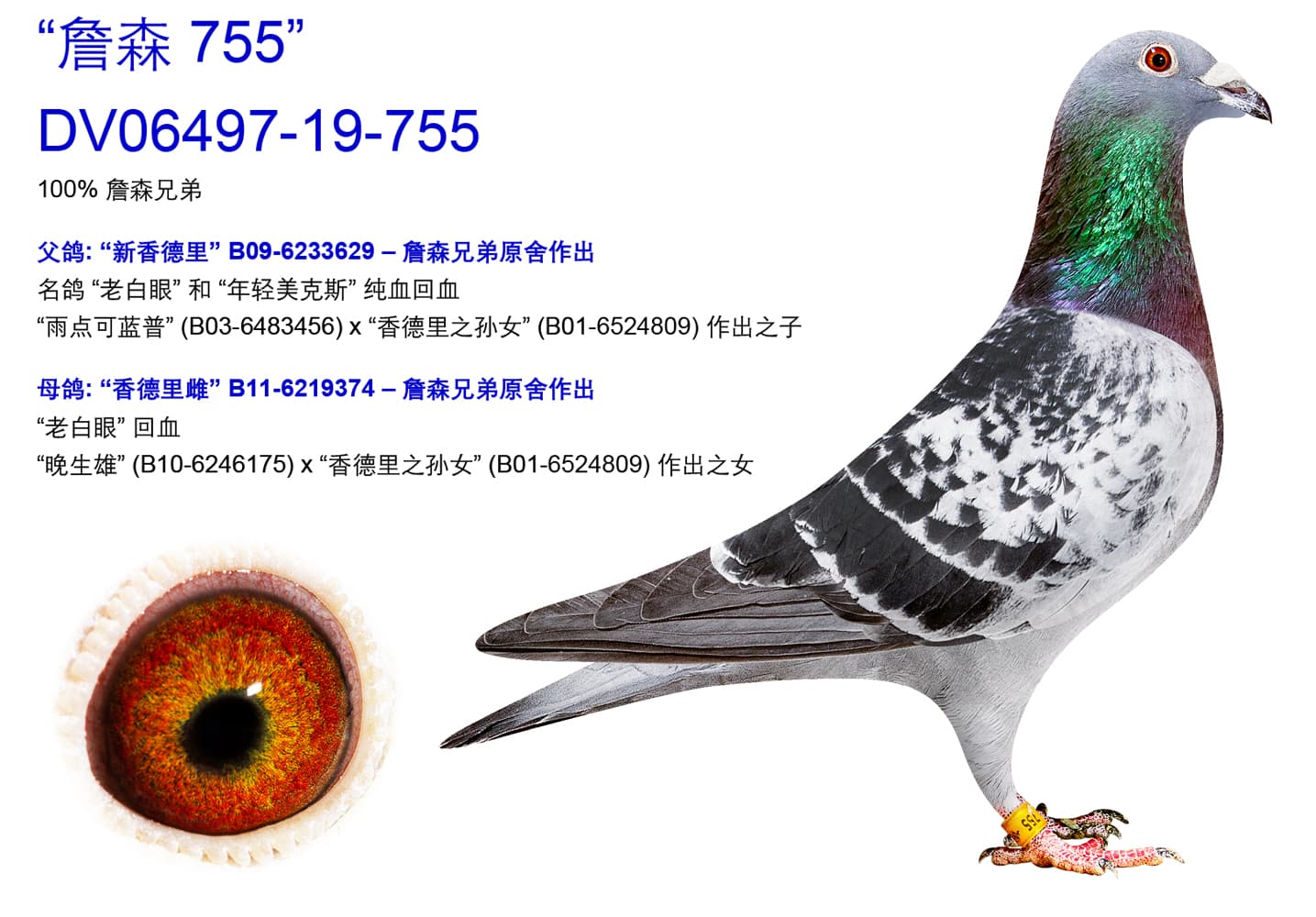 pigeon: undefined