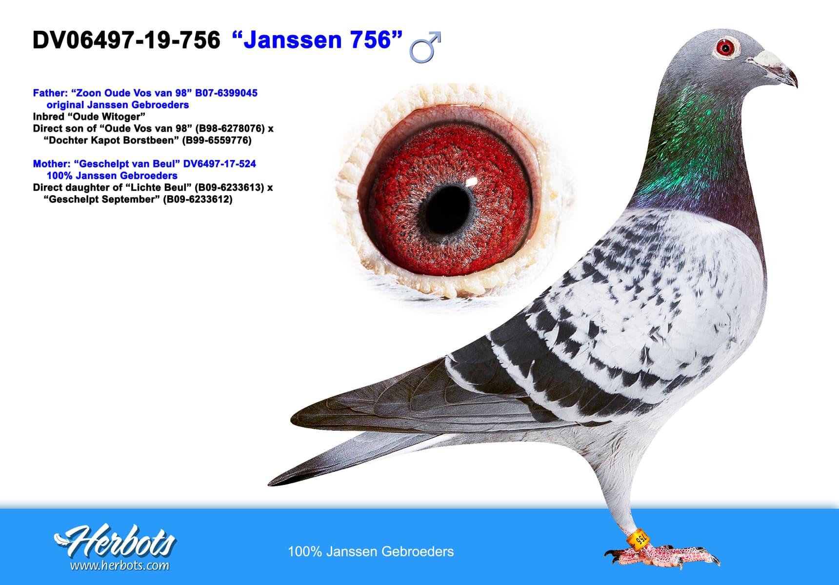 pigeon: undefined