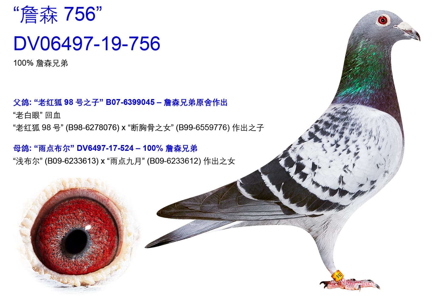 pigeon: undefined