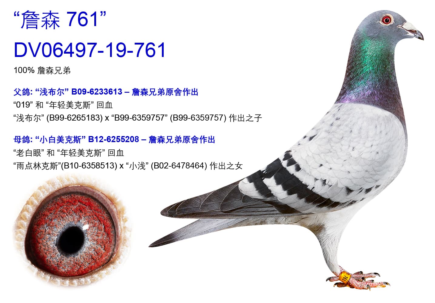 pigeon: undefined