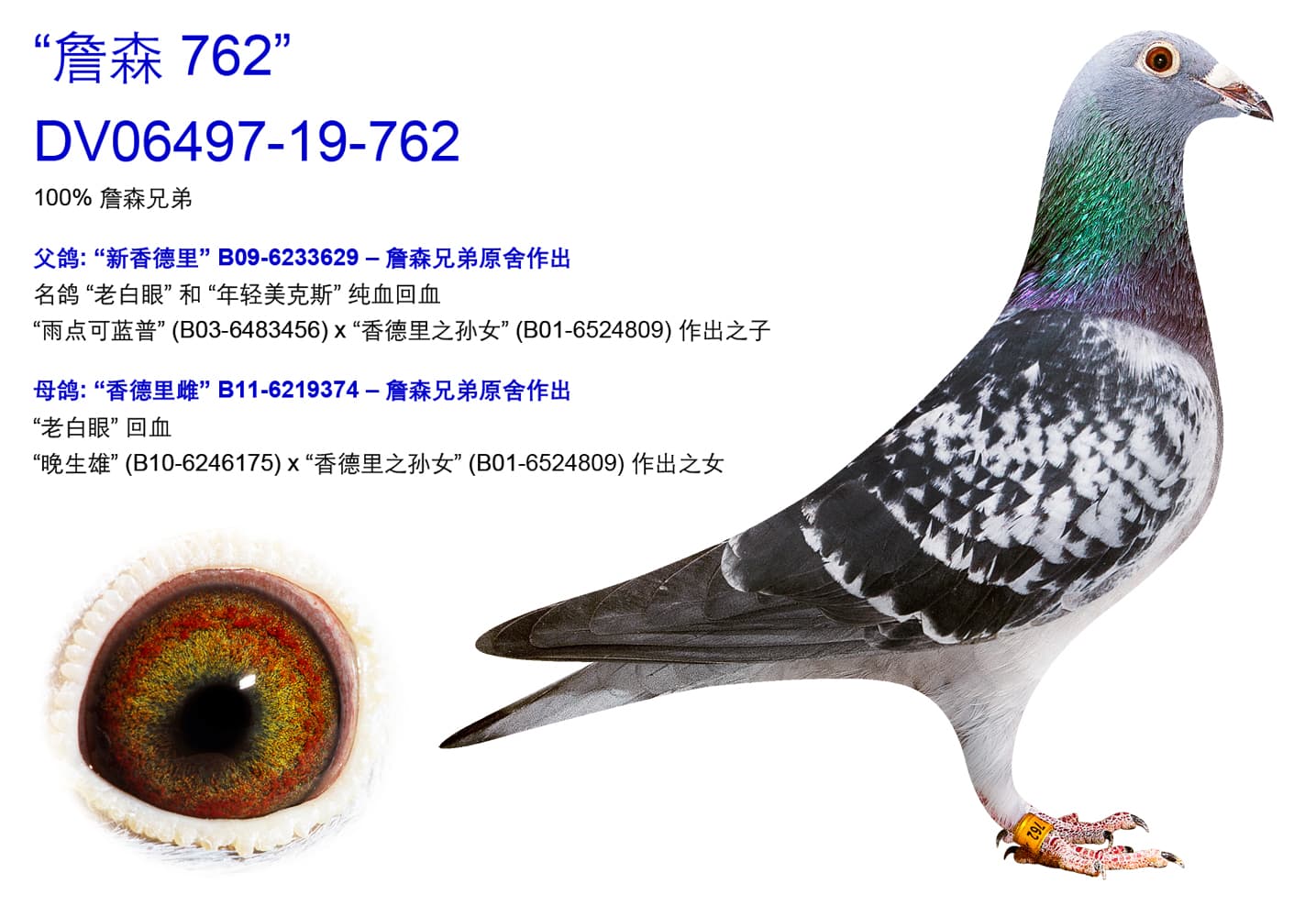 pigeon: undefined