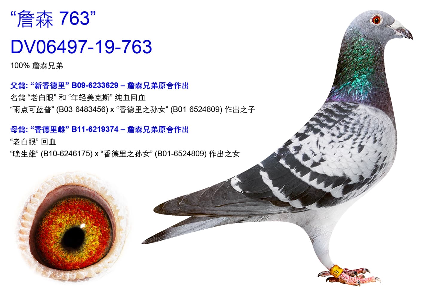 pigeon: undefined