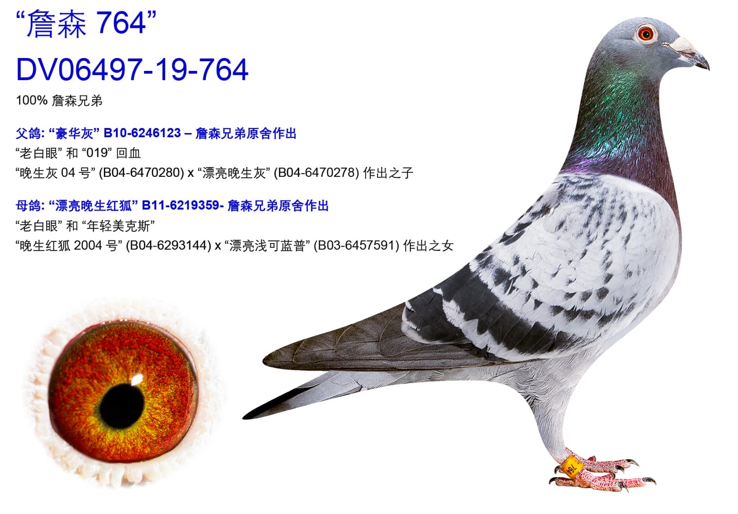 pigeon: undefined
