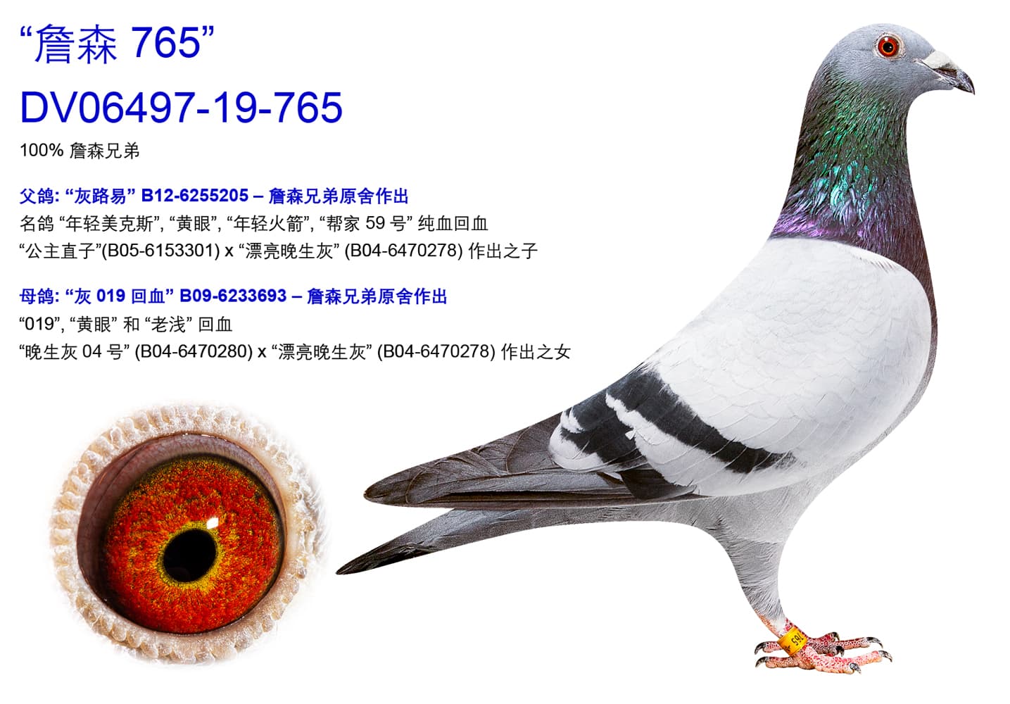 pigeon: undefined