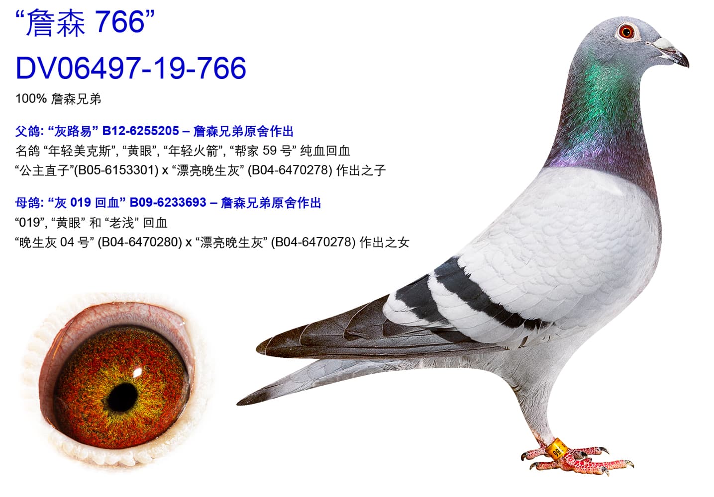 pigeon: undefined