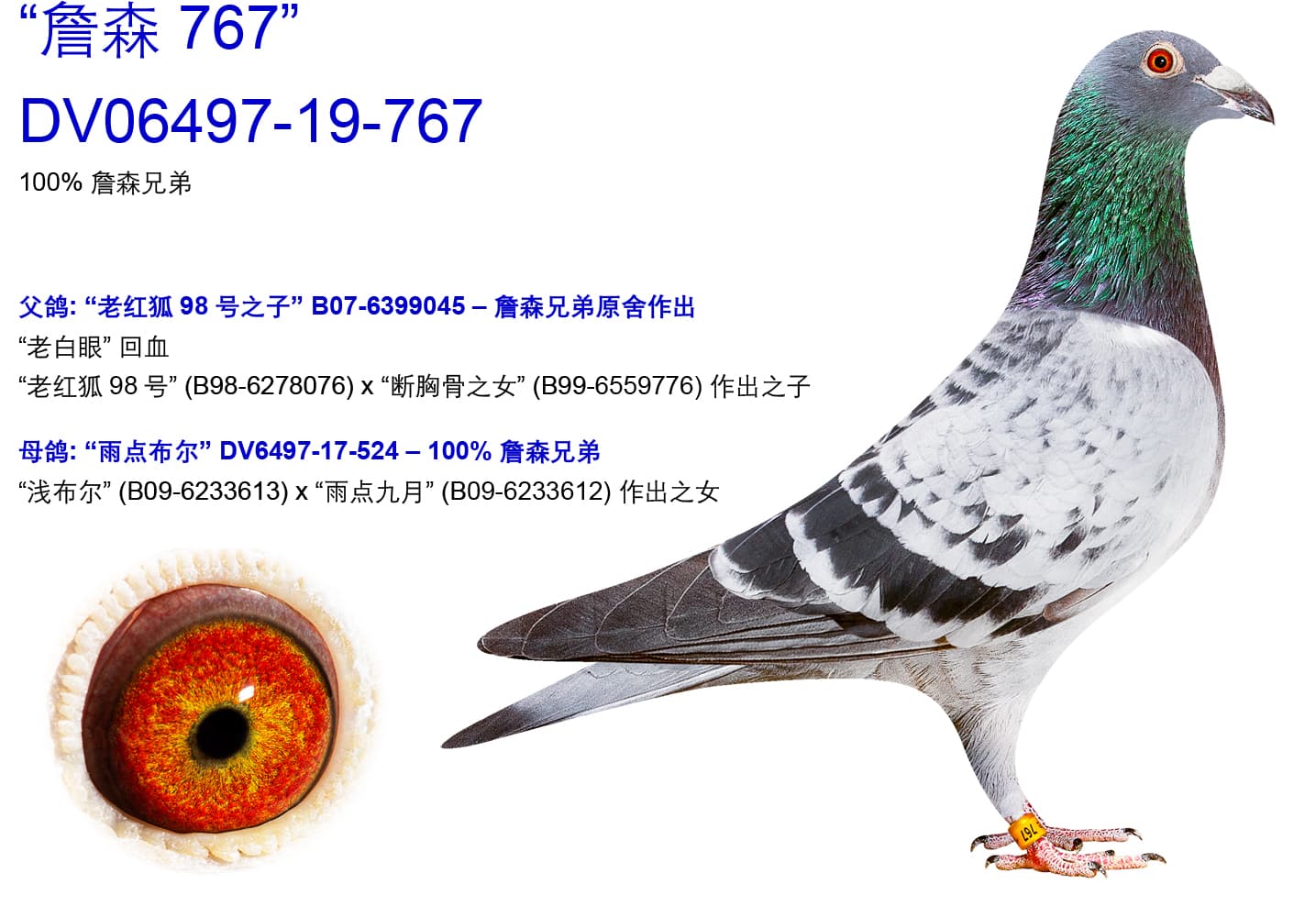 pigeon: undefined