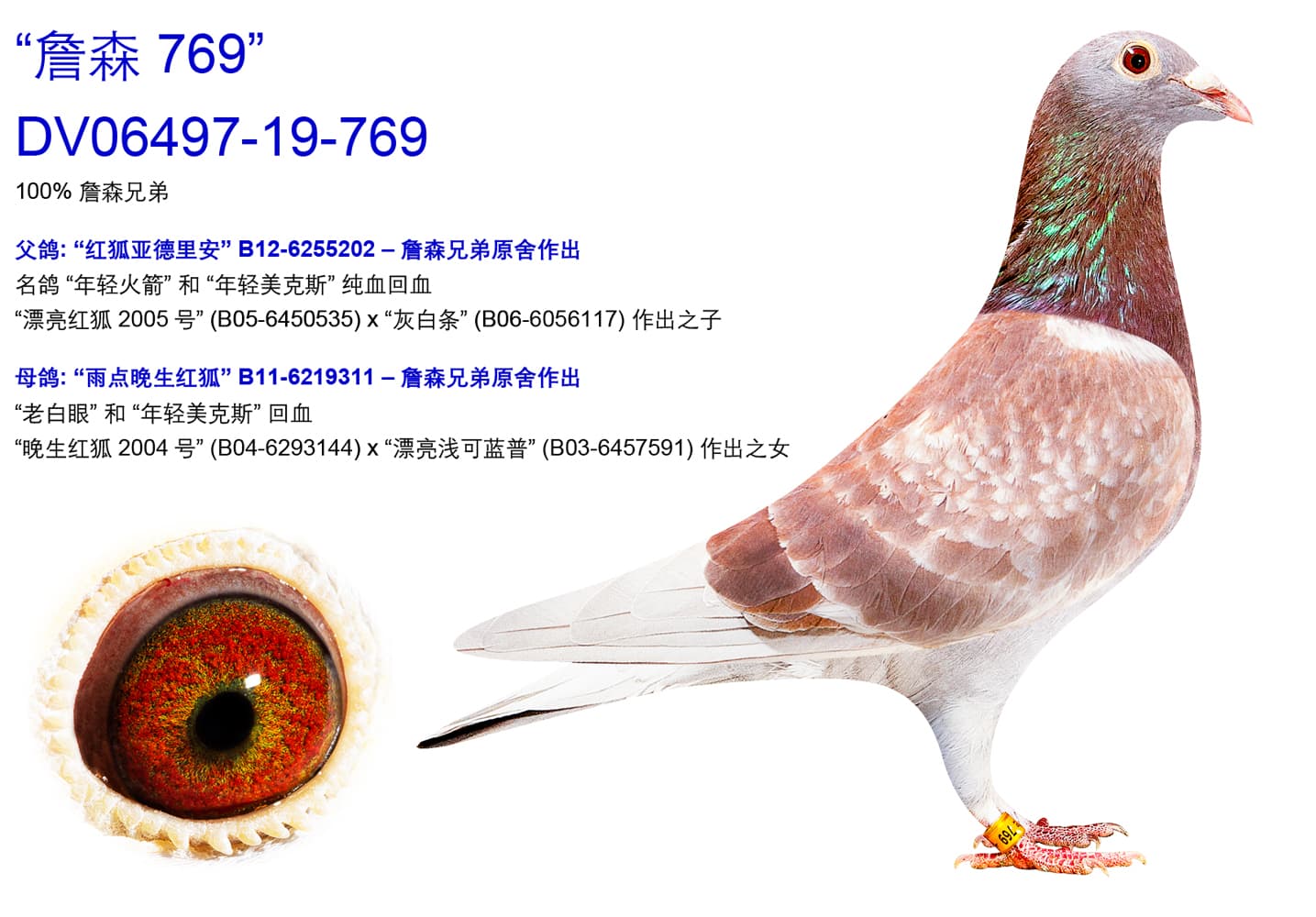 pigeon: undefined