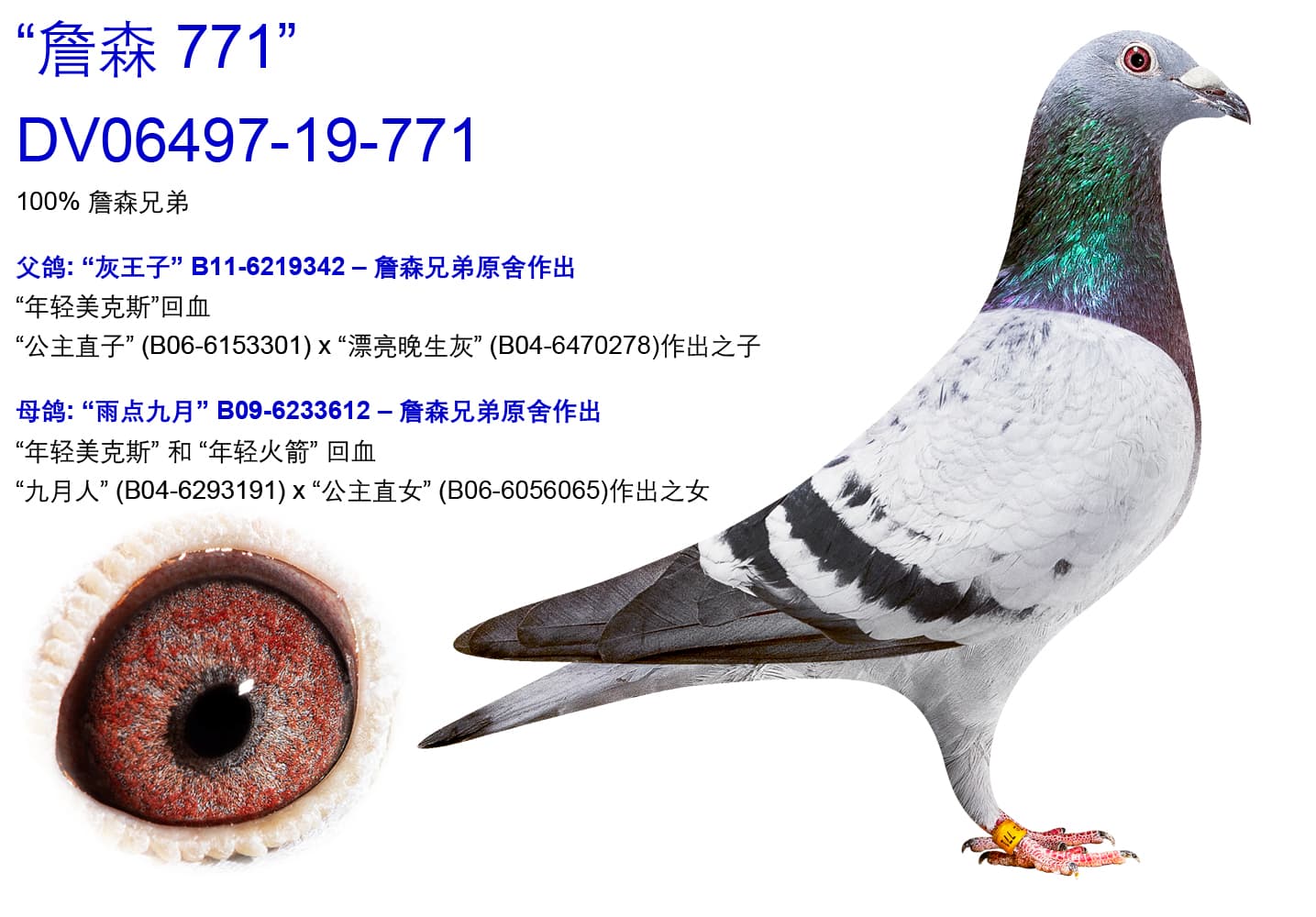 pigeon: undefined