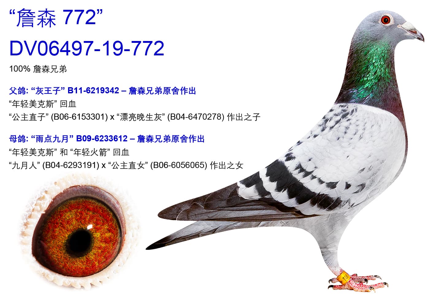 pigeon: undefined