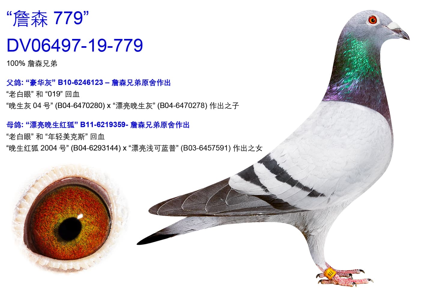 pigeon: undefined