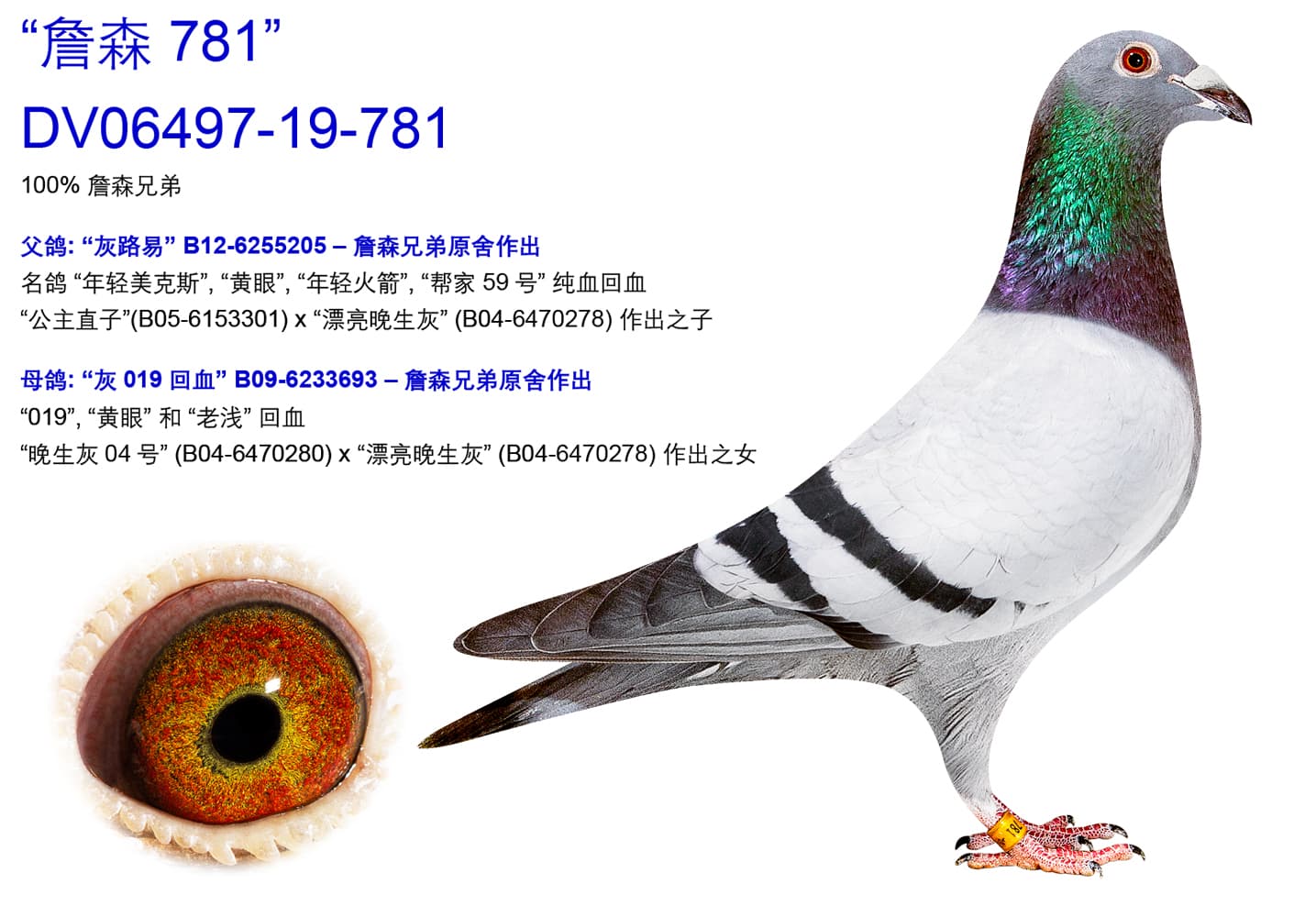 pigeon: undefined