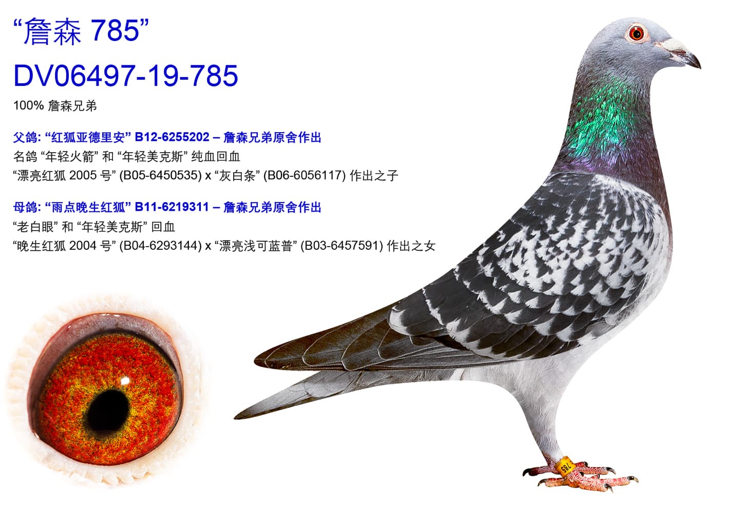 pigeon: undefined