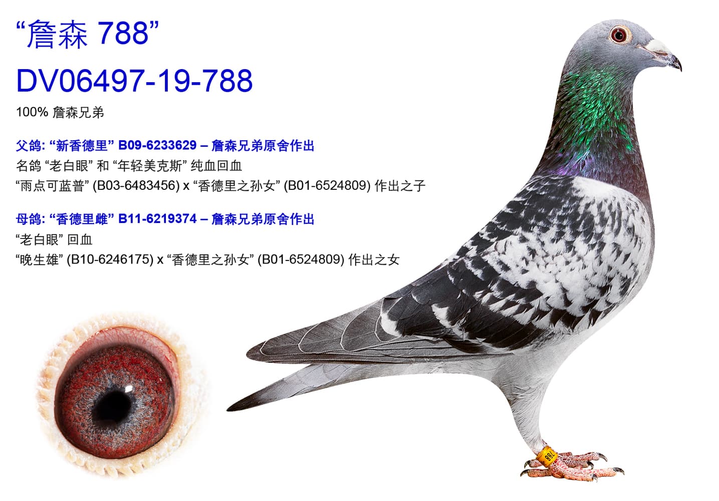 pigeon: undefined