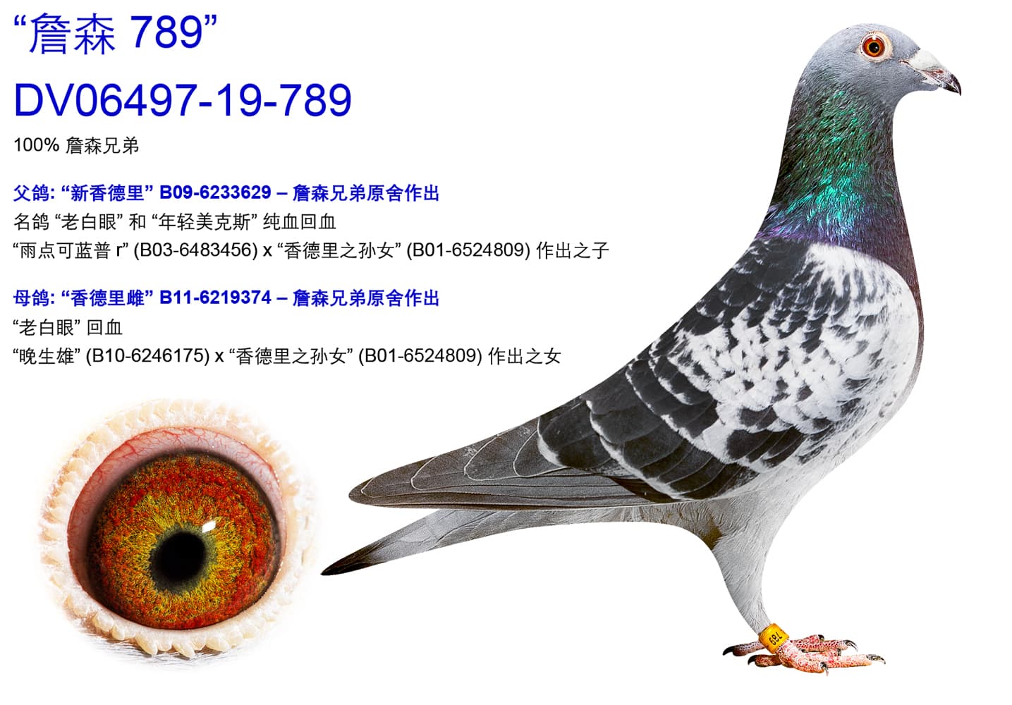 pigeon: undefined