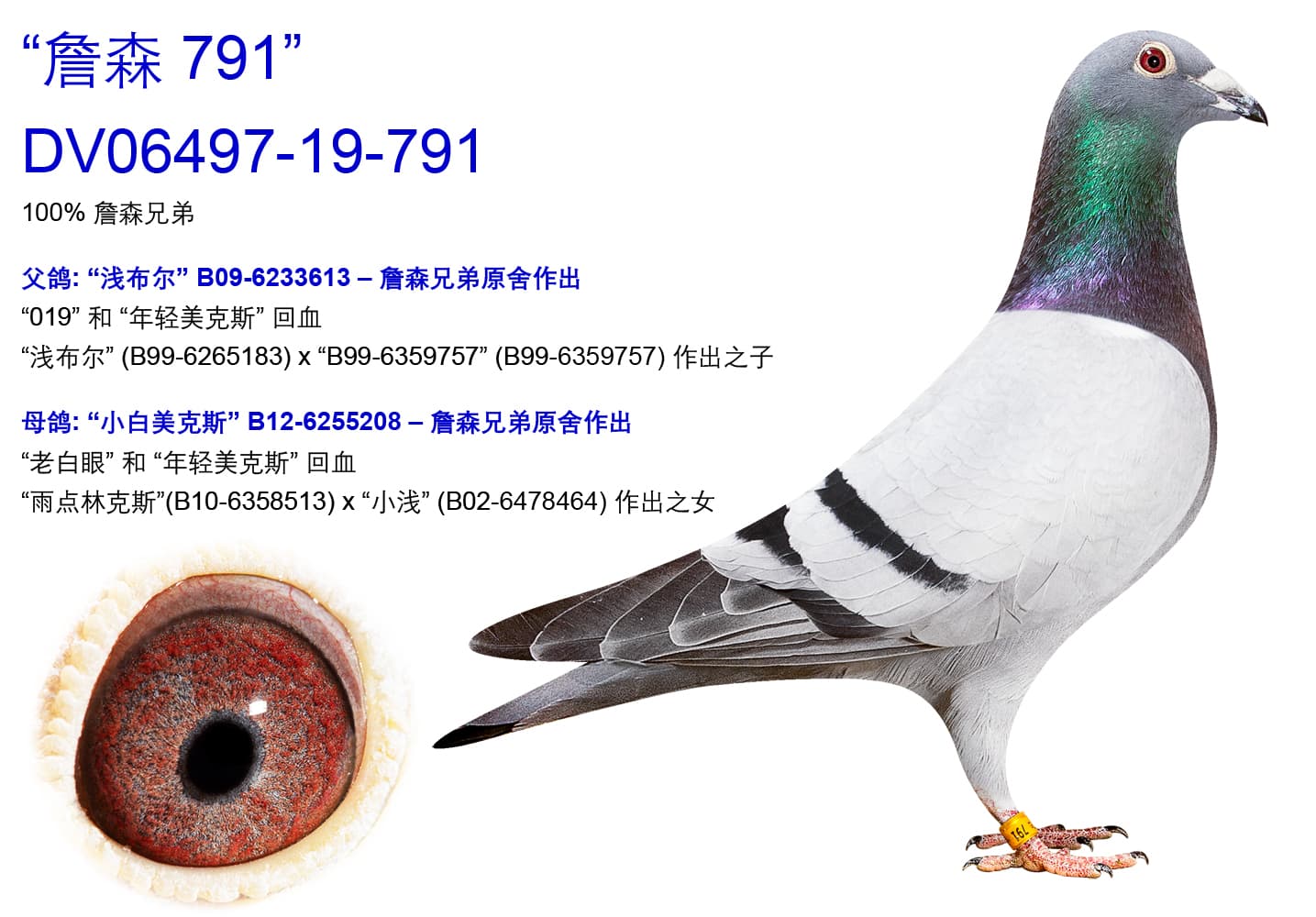 pigeon: undefined
