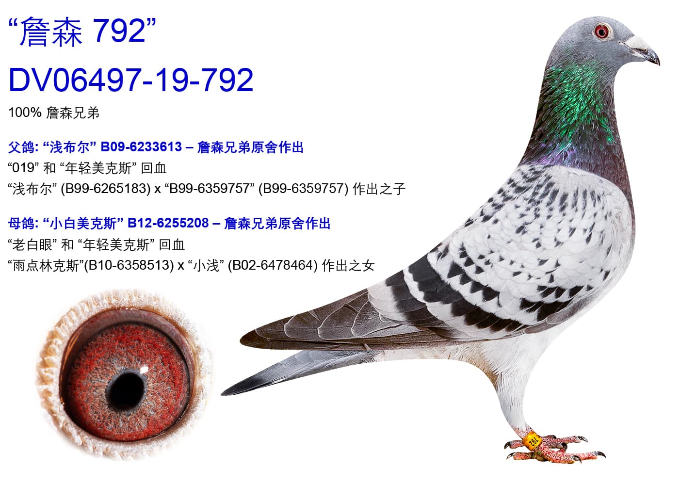 pigeon: undefined