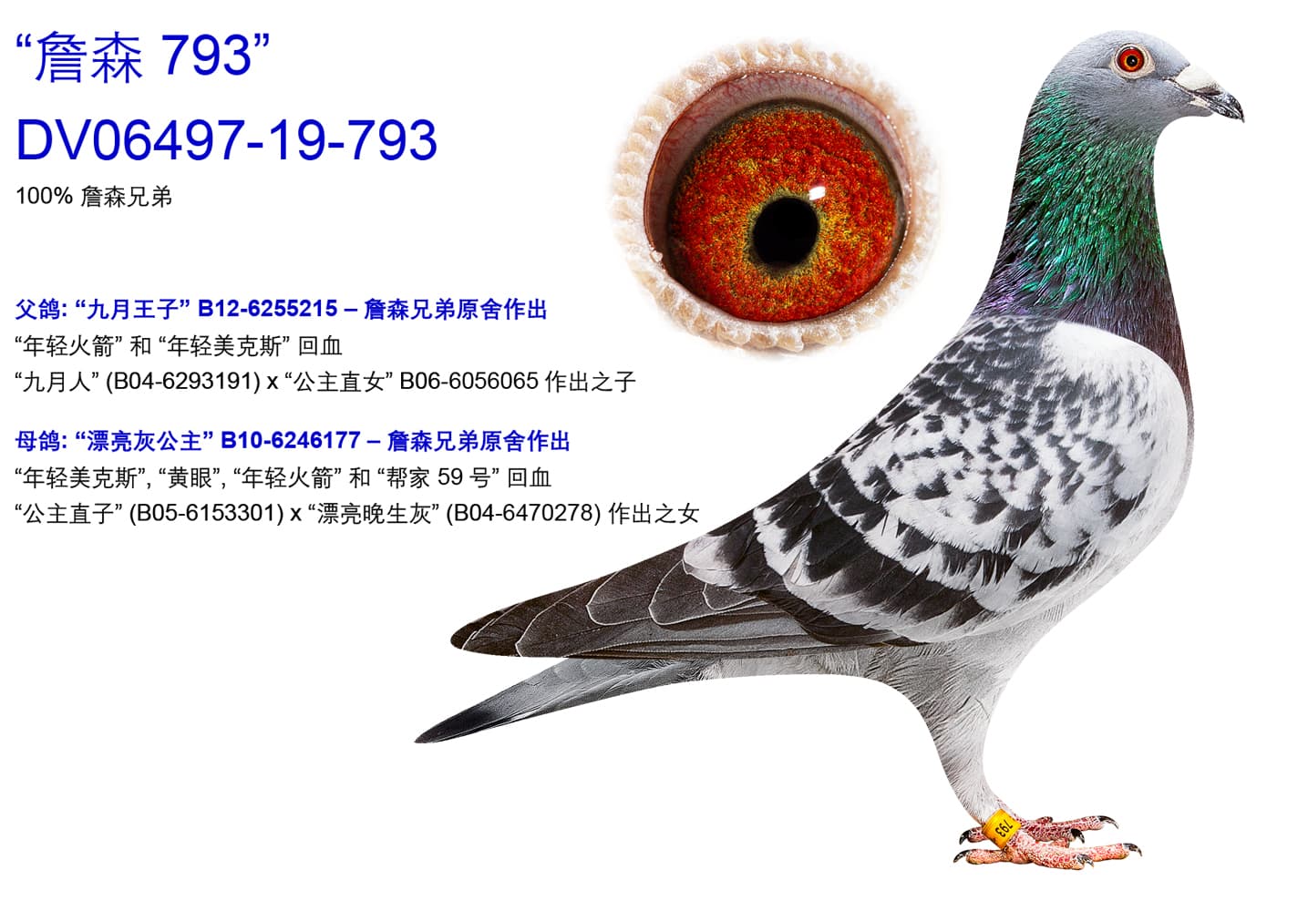 pigeon: undefined
