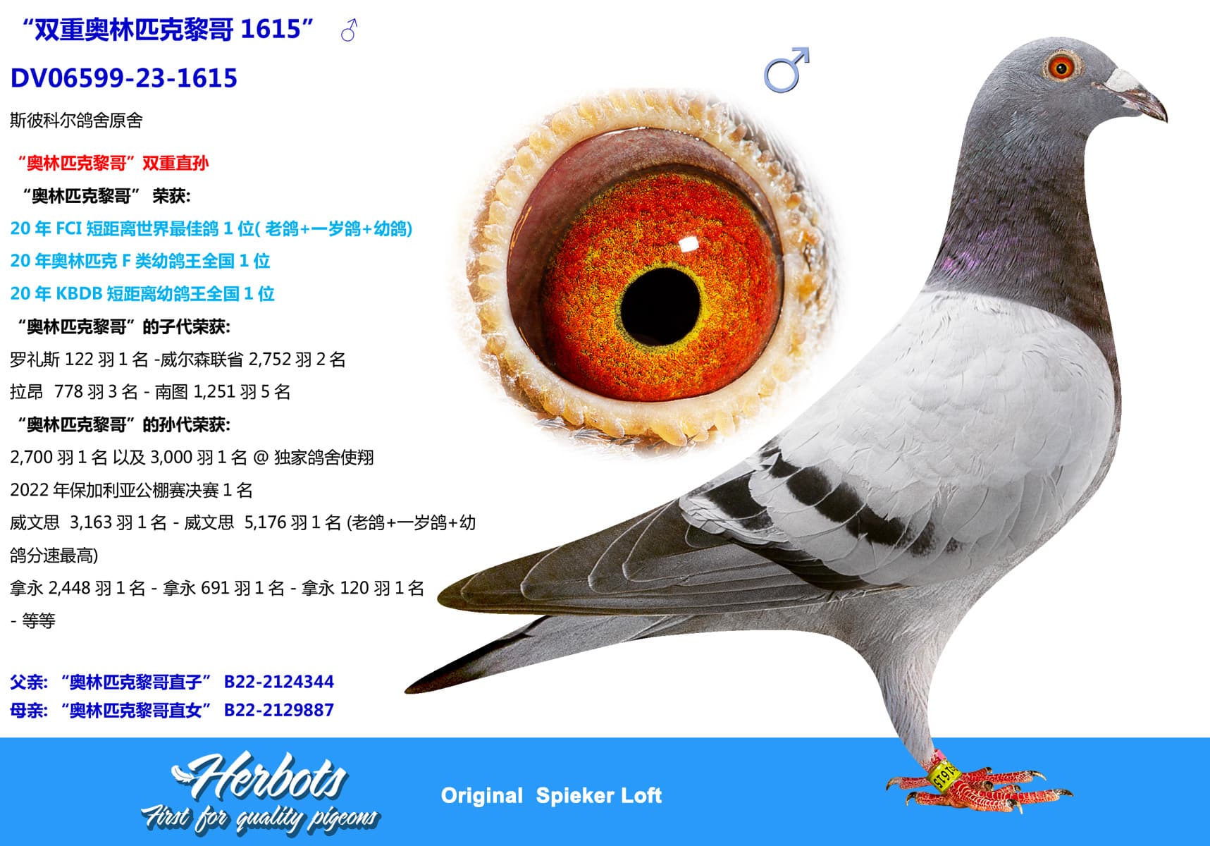 pigeon: undefined