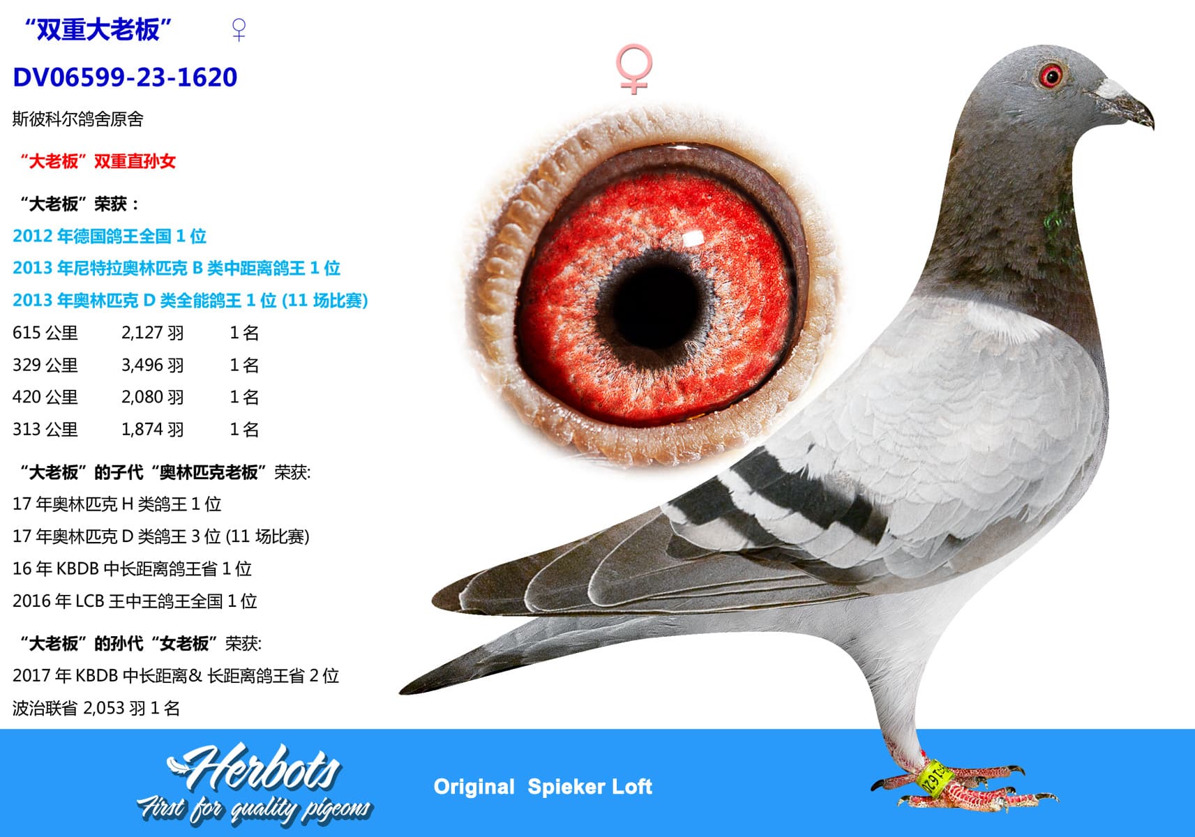 pigeon: undefined