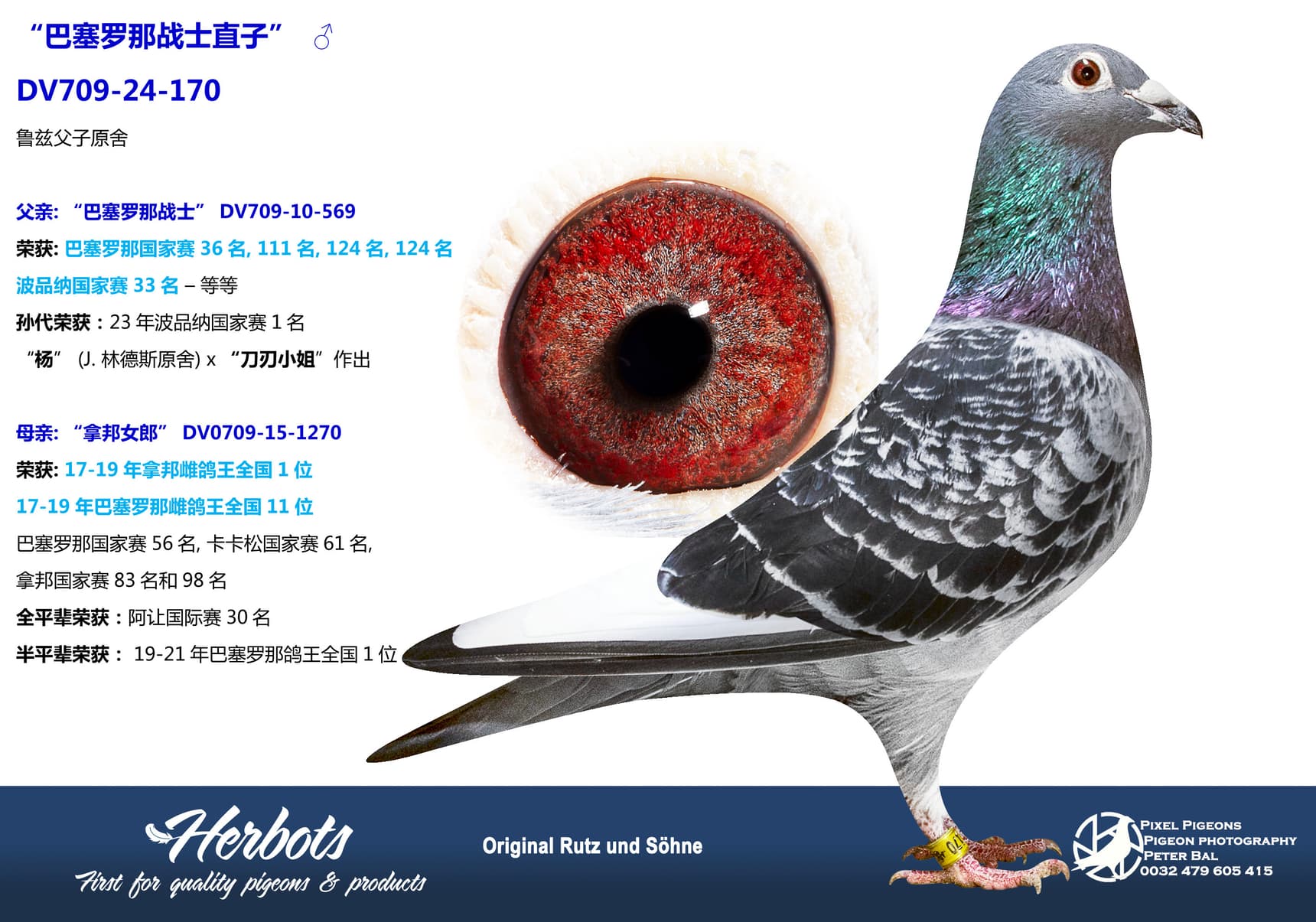 pigeon: undefined