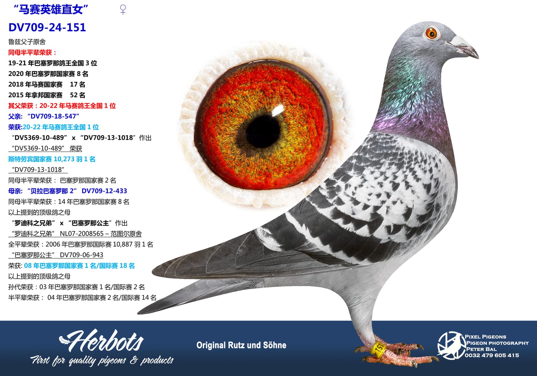 pigeon: undefined