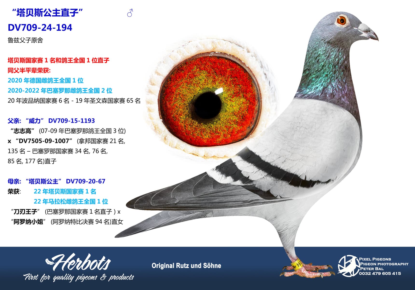 pigeon: undefined