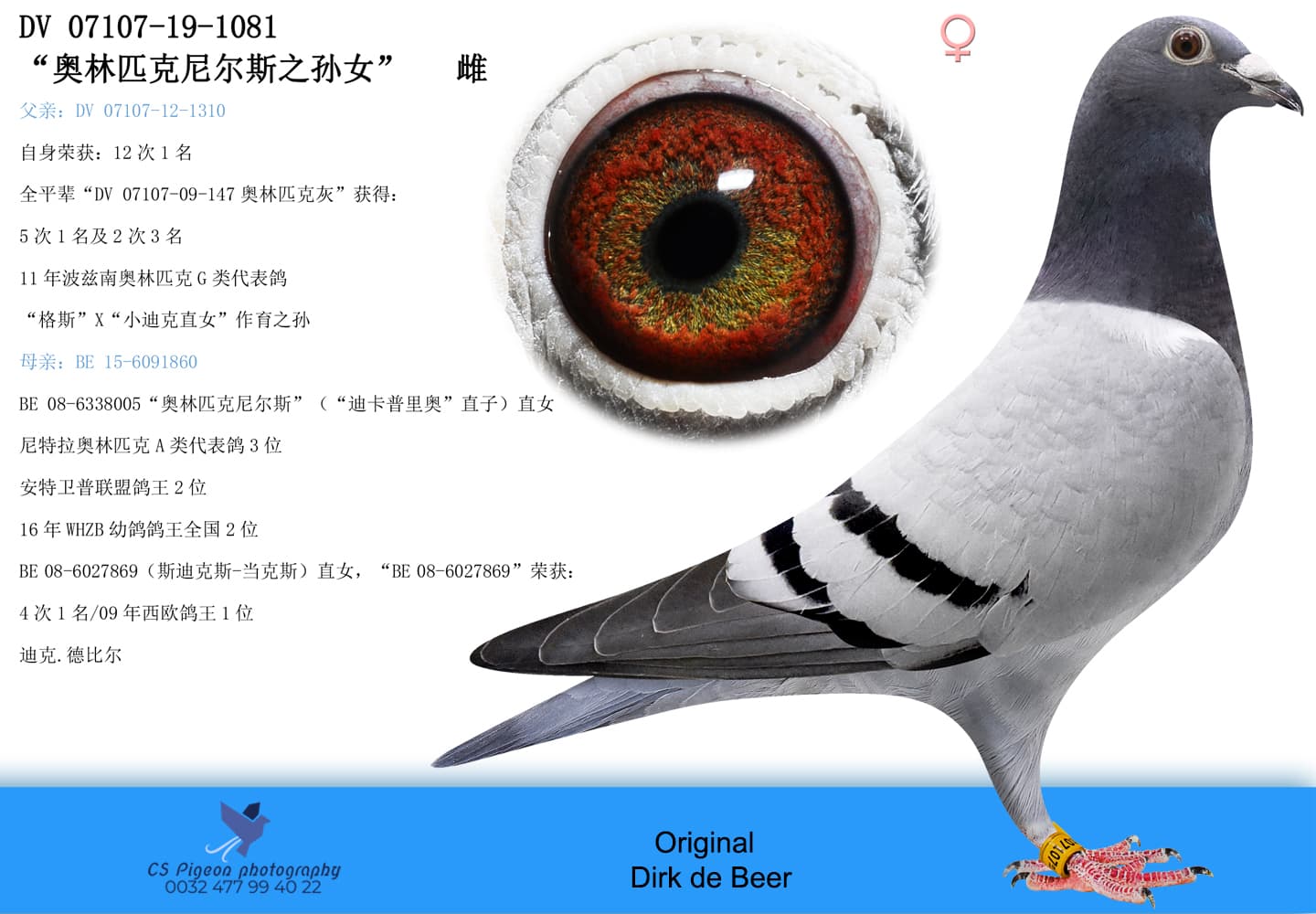 pigeon: undefined